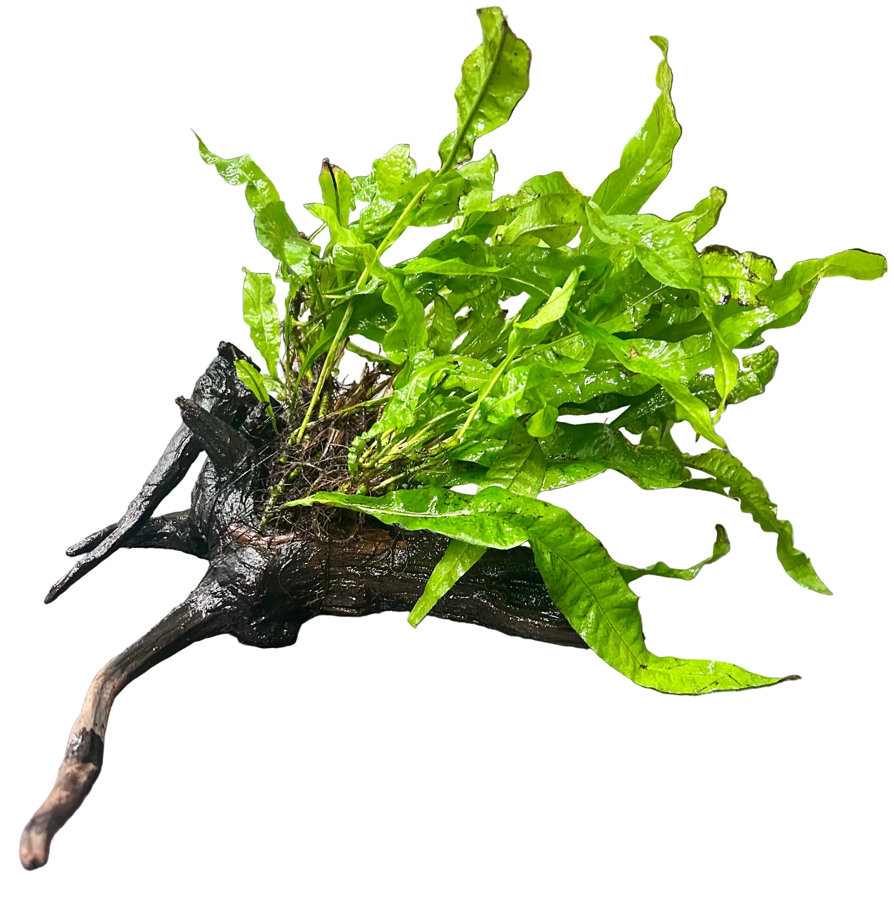 W.Y.S.I.W.Y.G. 4003 - Microsorum pteropus on driftwood