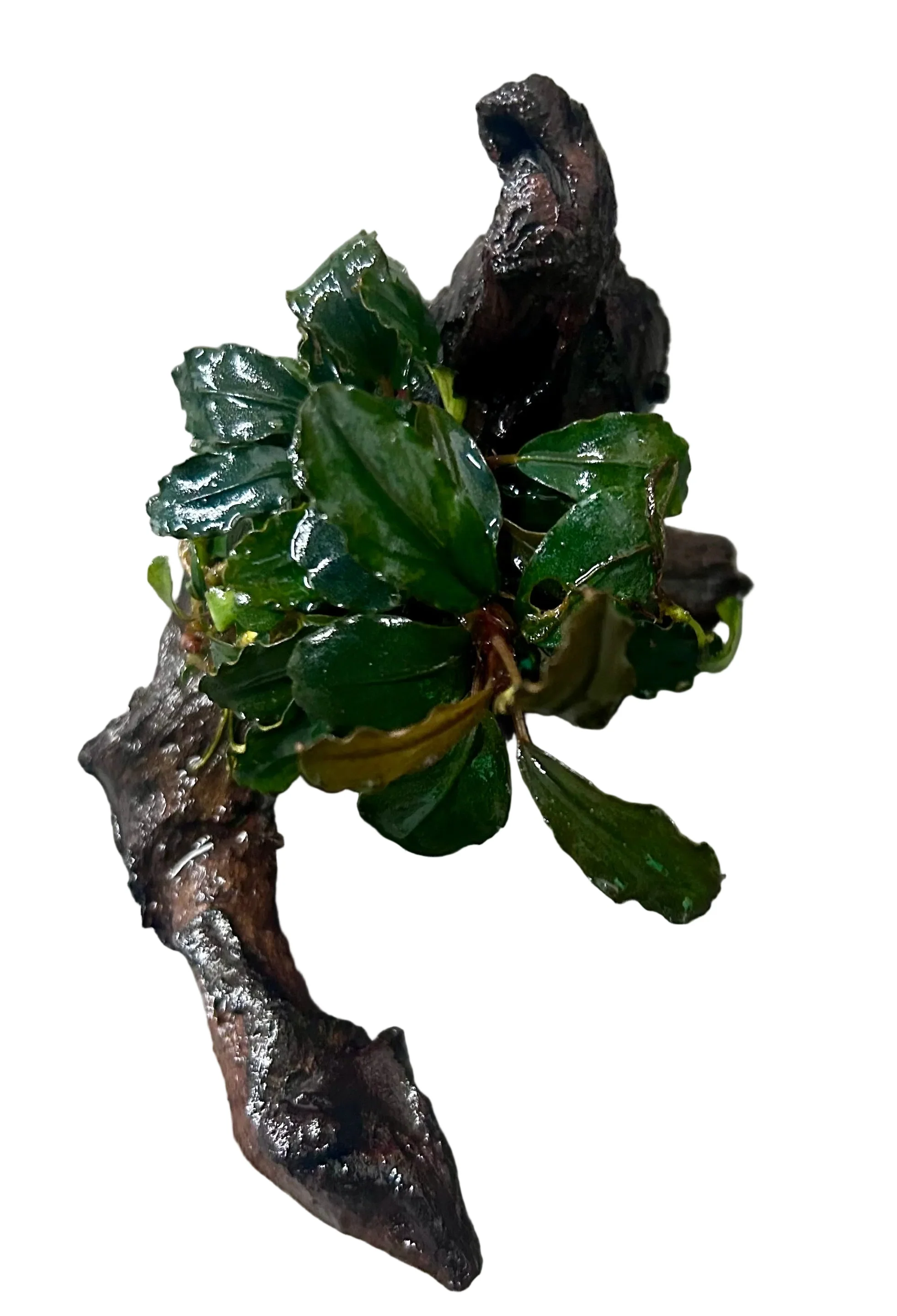 W.Y.S.I.W.Y.G. 4006 Bucephalandra brownie ghost ulu kapu on small driftwood