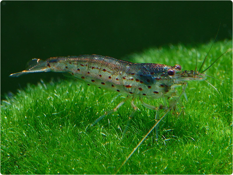 Amano Shrimp - Caridina Multidentata
