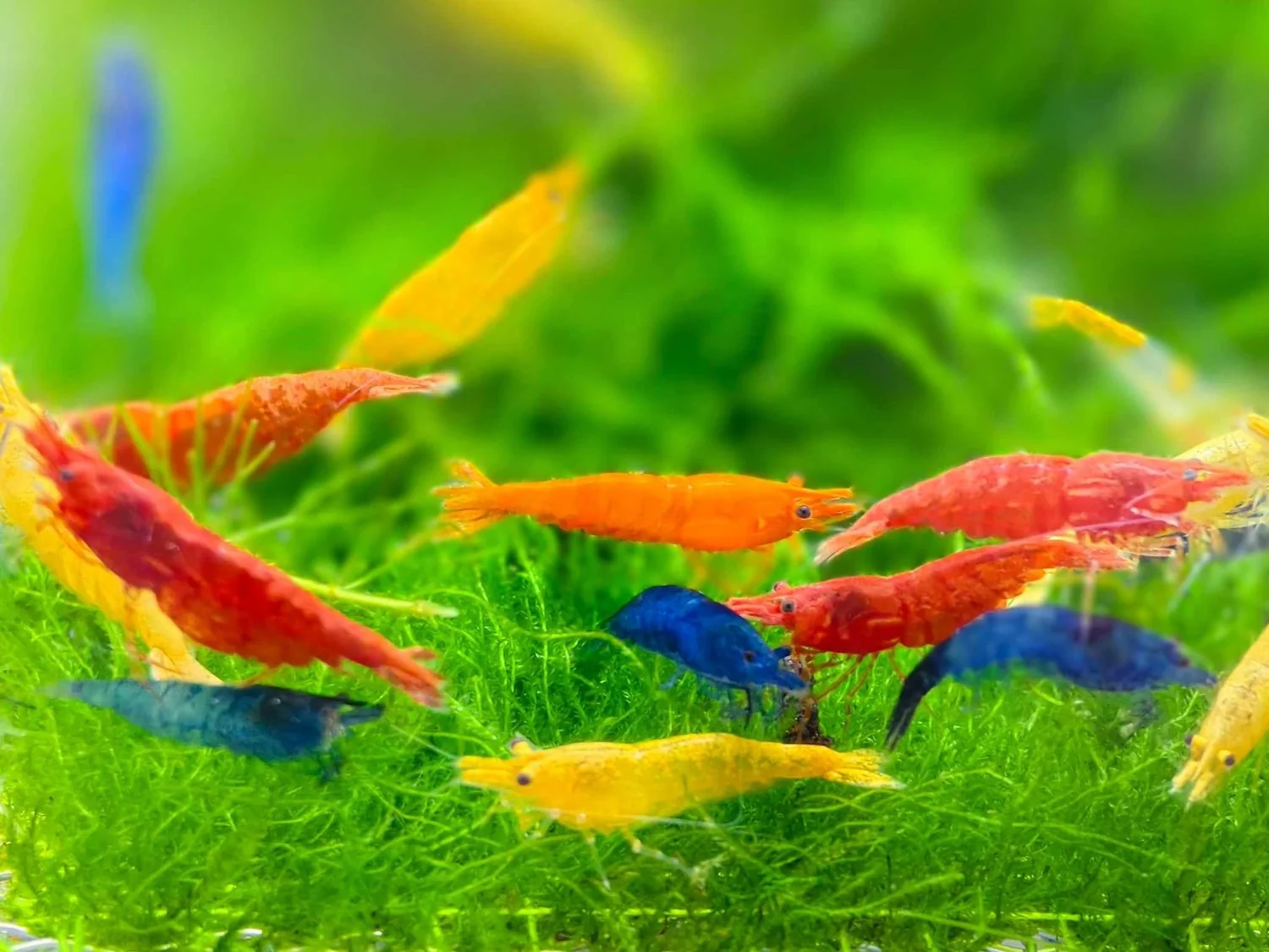 Assorted Neocardina Shrimp - Random