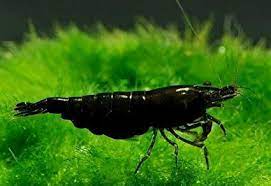 Black King Kong - Neocaridina Shrimp