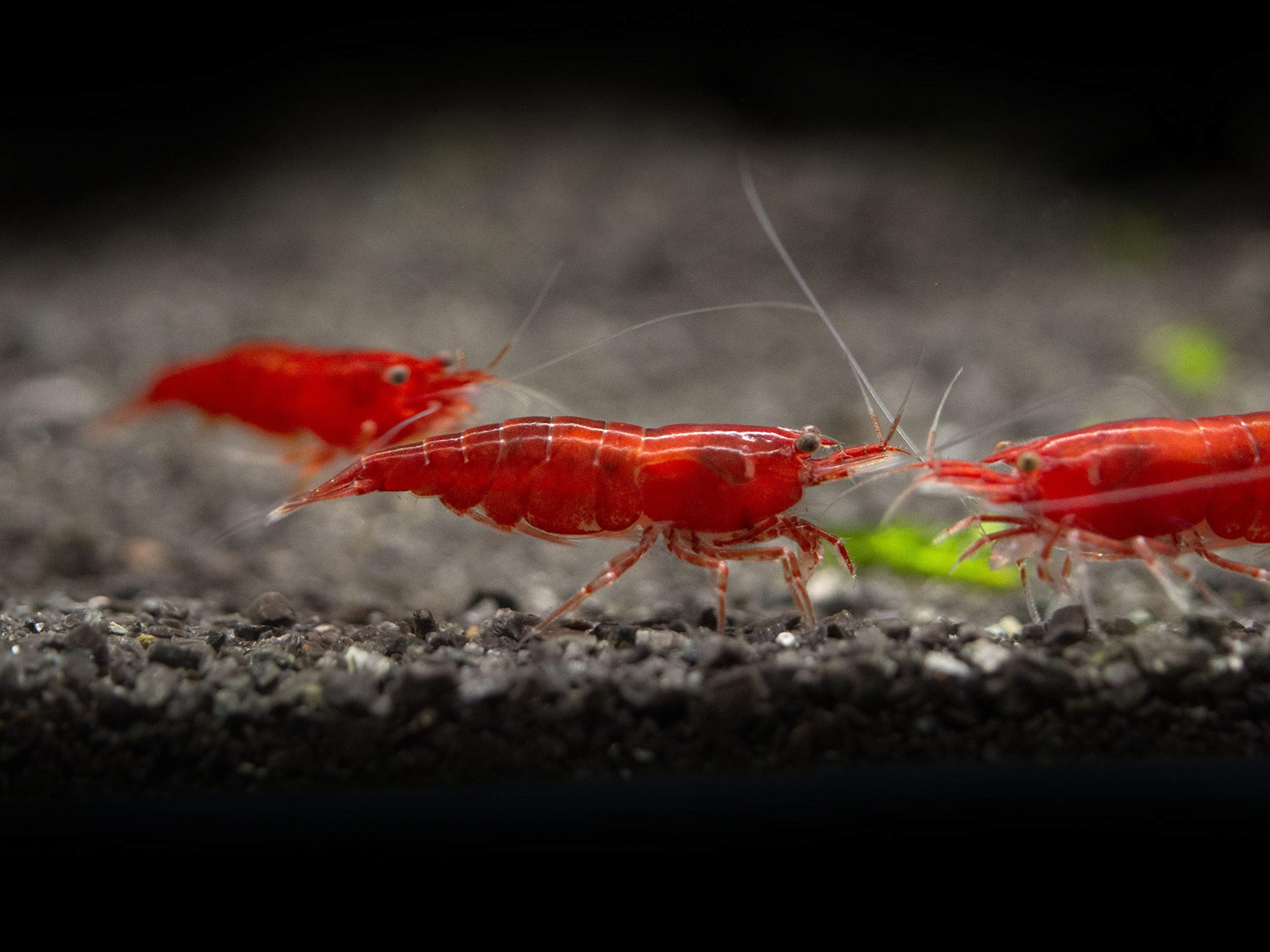 Bloody Mary - Neocaridina Shrimp