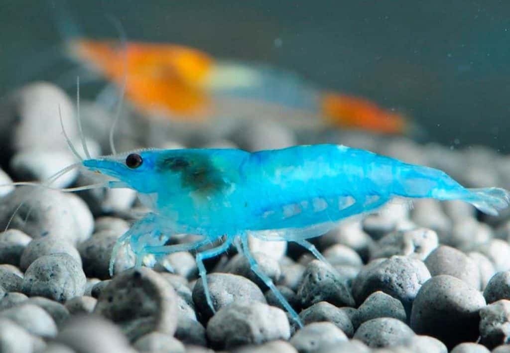 Blue Jelly - Neocaridina Shrimp