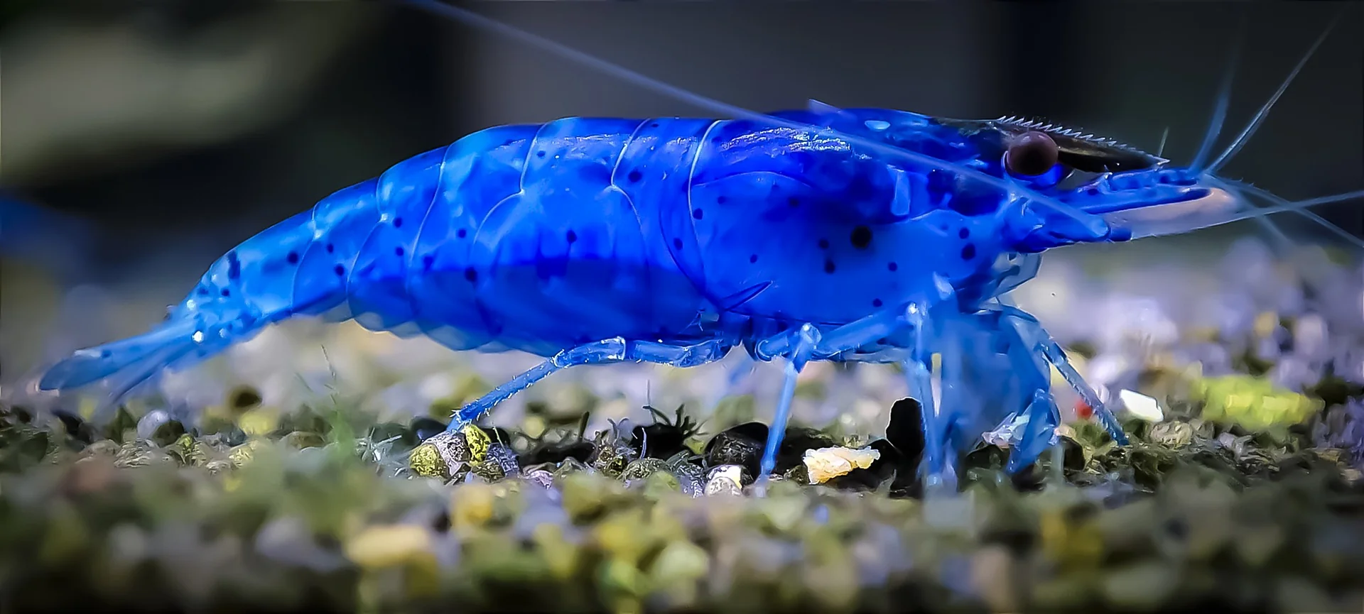 Blue Velvet Shrimp - Neocaridina davidi