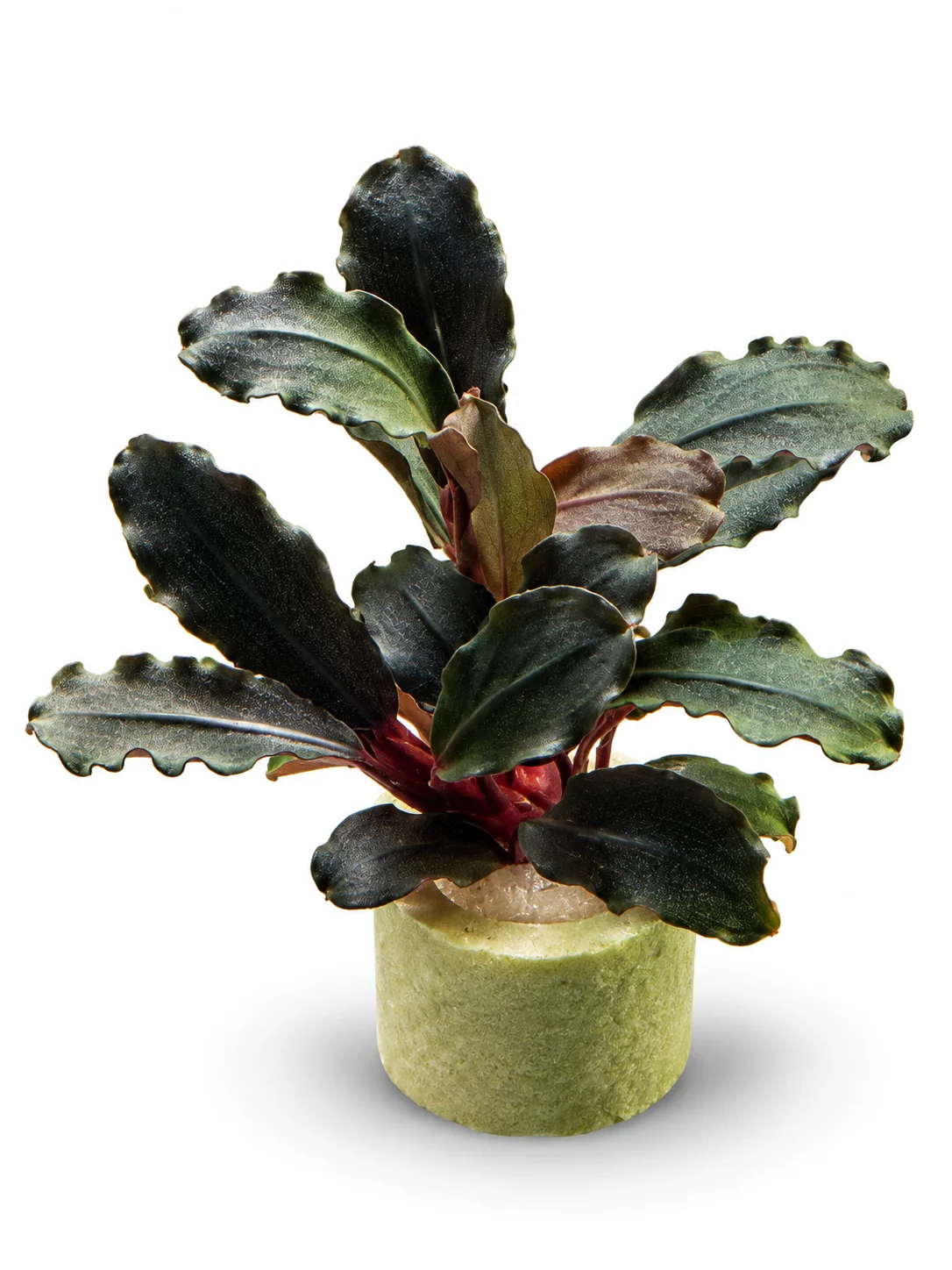 Bucephalandra Brownie Ghost - Ulu Kapuas