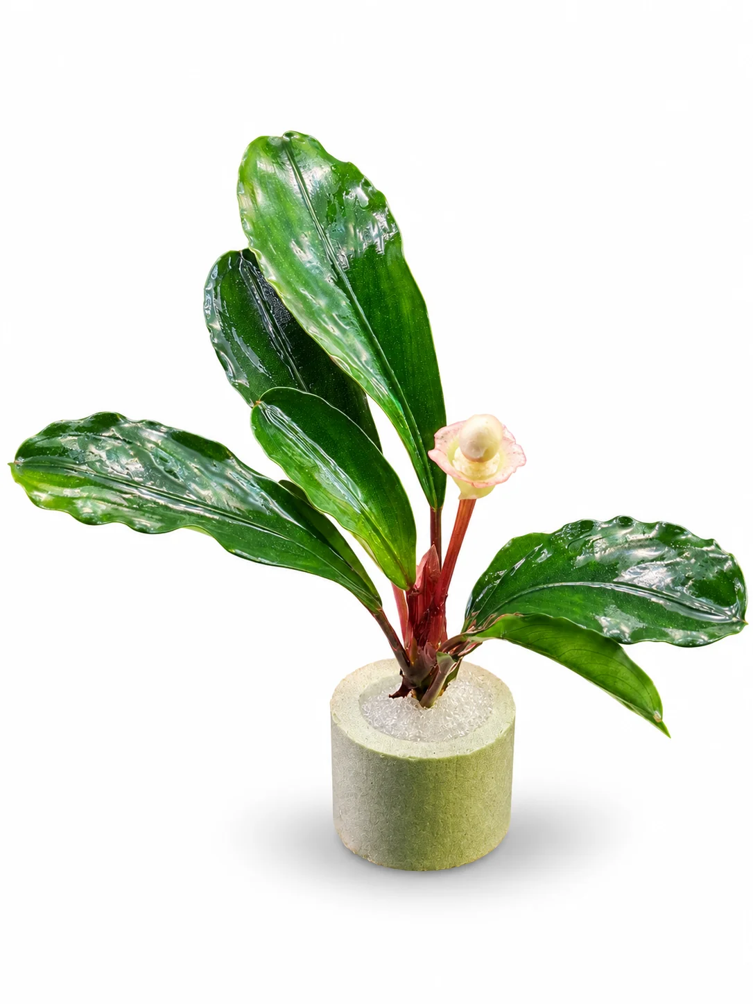 Bucephalandra Deep Blue