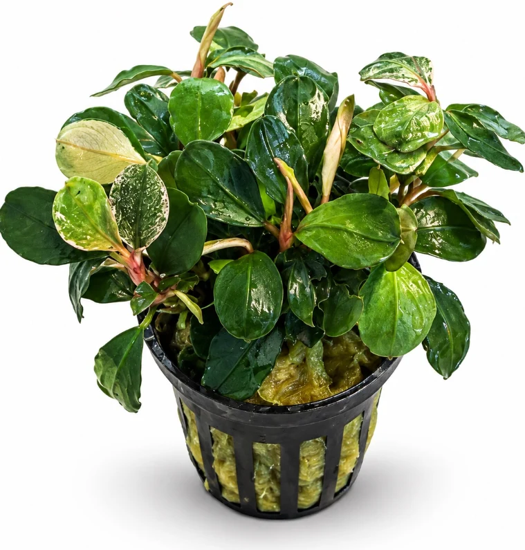 Bucephalandra Pink Melawi