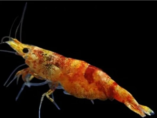 Calico Sunkist Neocaridina Shrimp