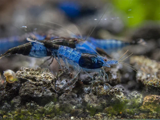 Carbon Rili - Neocaridina Shrimp