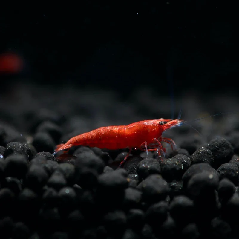 Cherry Shrimp "Grade A" - Neocaridina Heteropoda Var.
