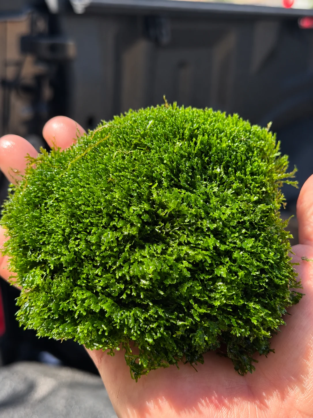 Coral Moss - Riccardia Chamedryfolia - XL Colony Softball
