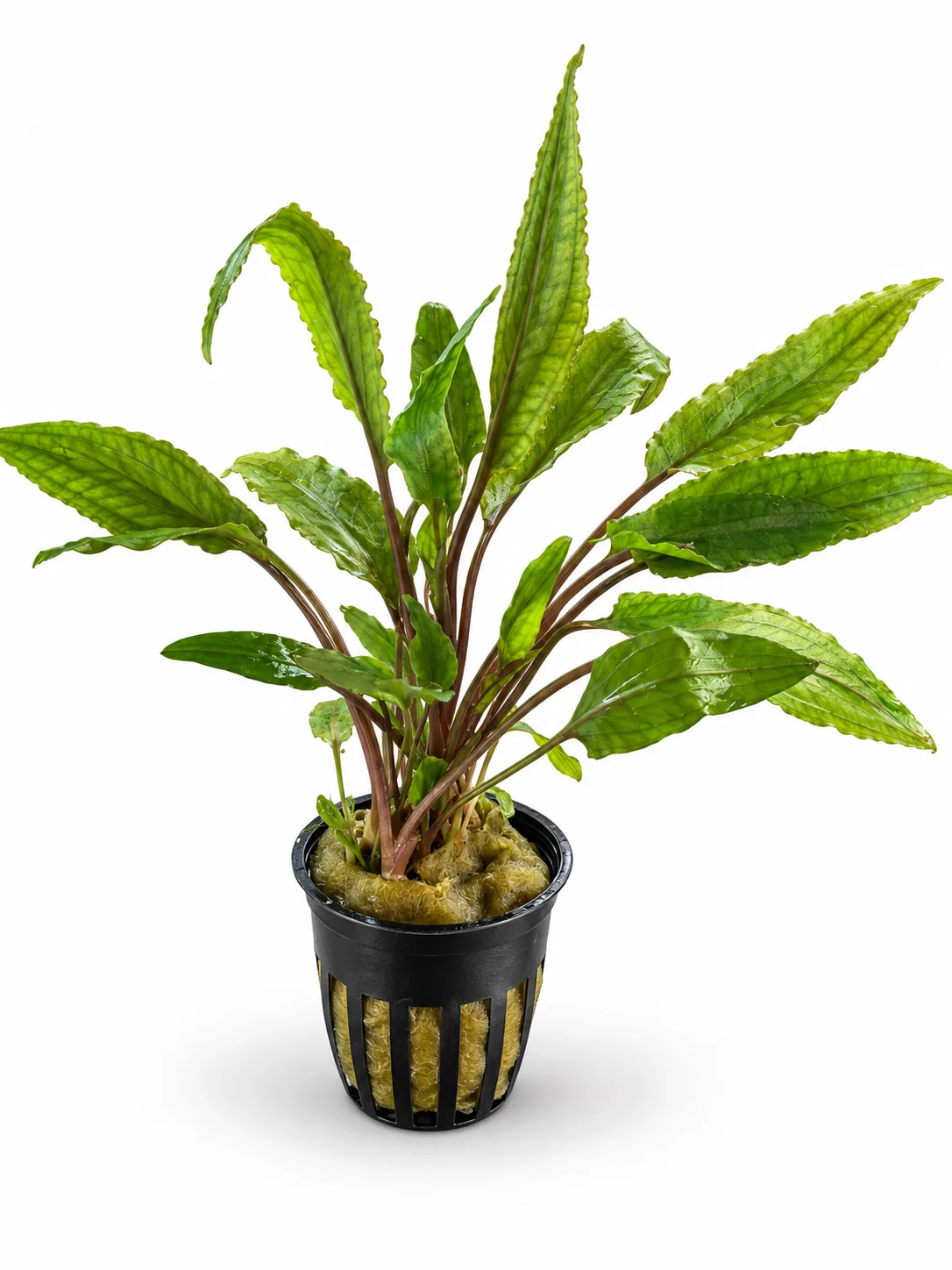 Cryptocoryne Petchii