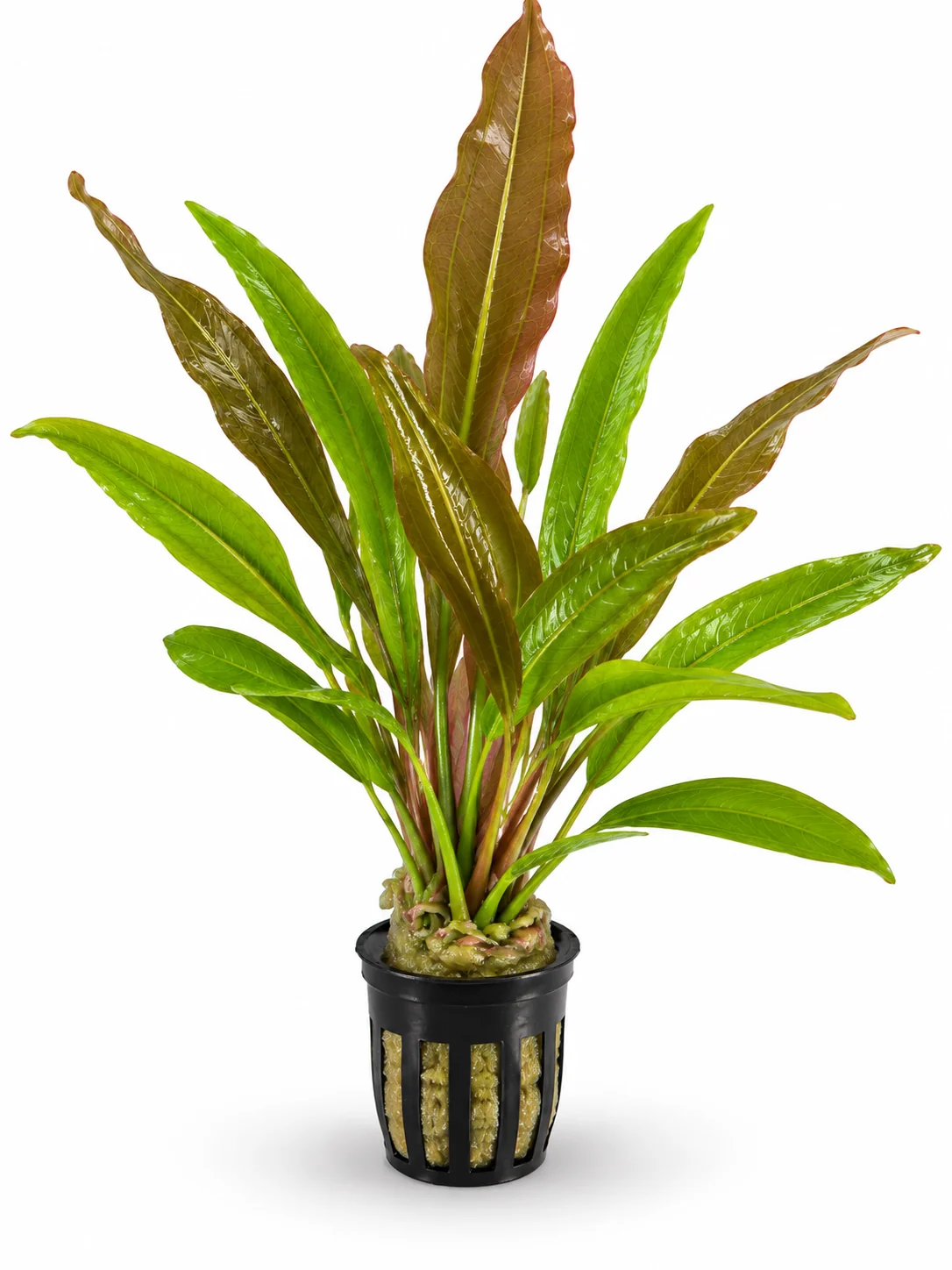 Echinodorus - Red Rubin