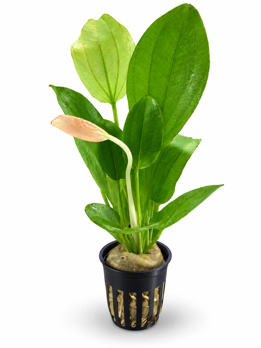 Echinodorus Oriental Pink