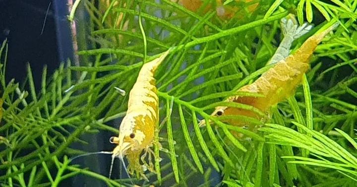 Gold Dust Sunkist - Neocaridina Shrimp