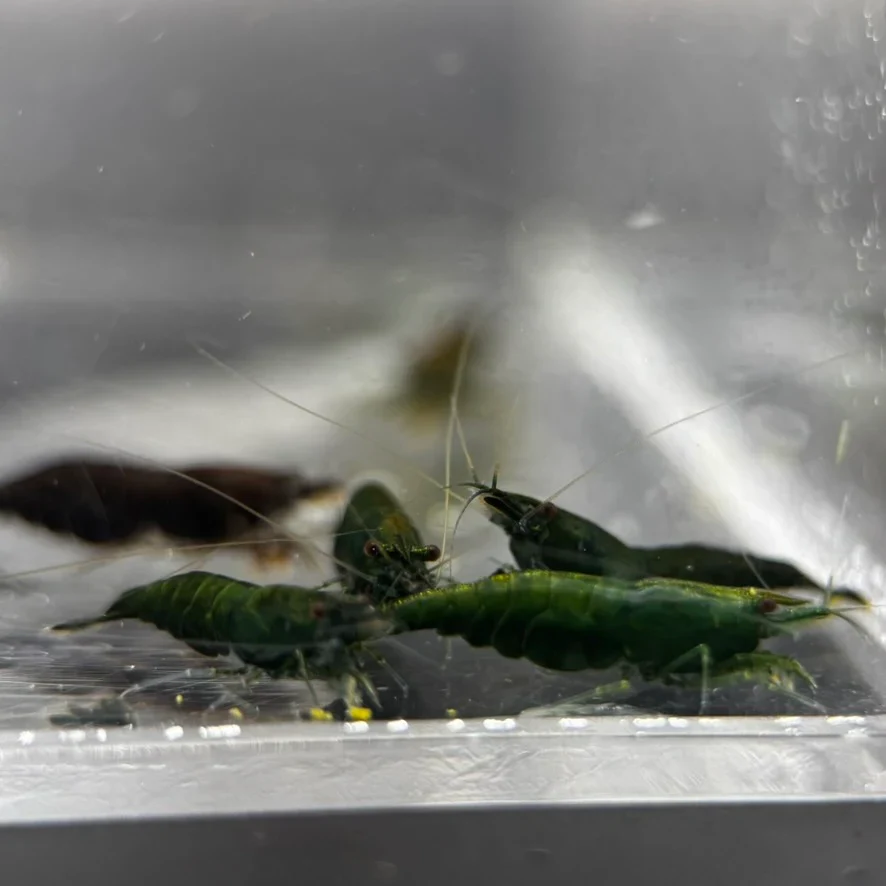 Green jade shrimp - Neocaridina davidi