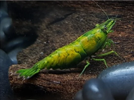 Hulk Orange Neocaridina Shrimp