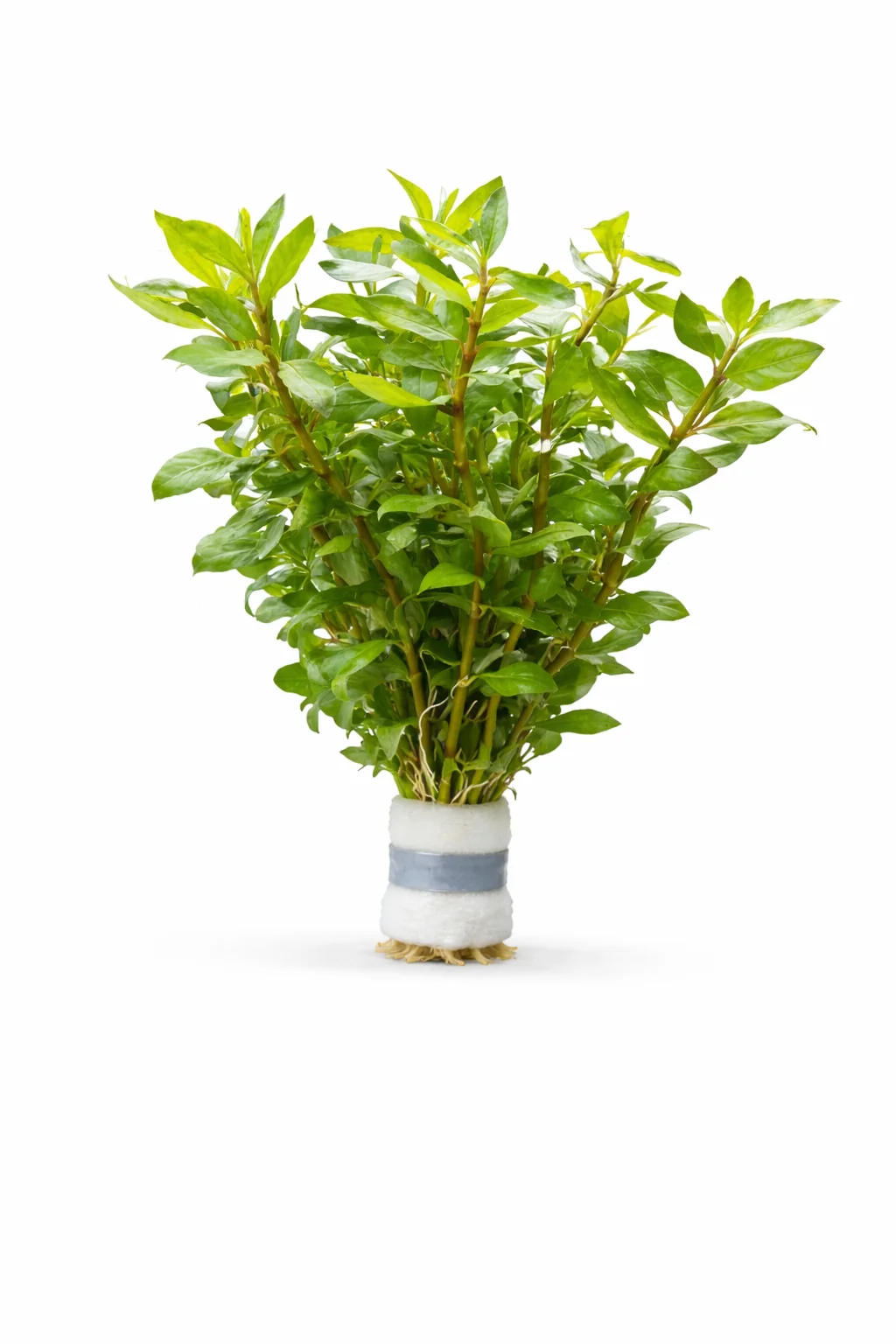 Hygrophila Polysperma