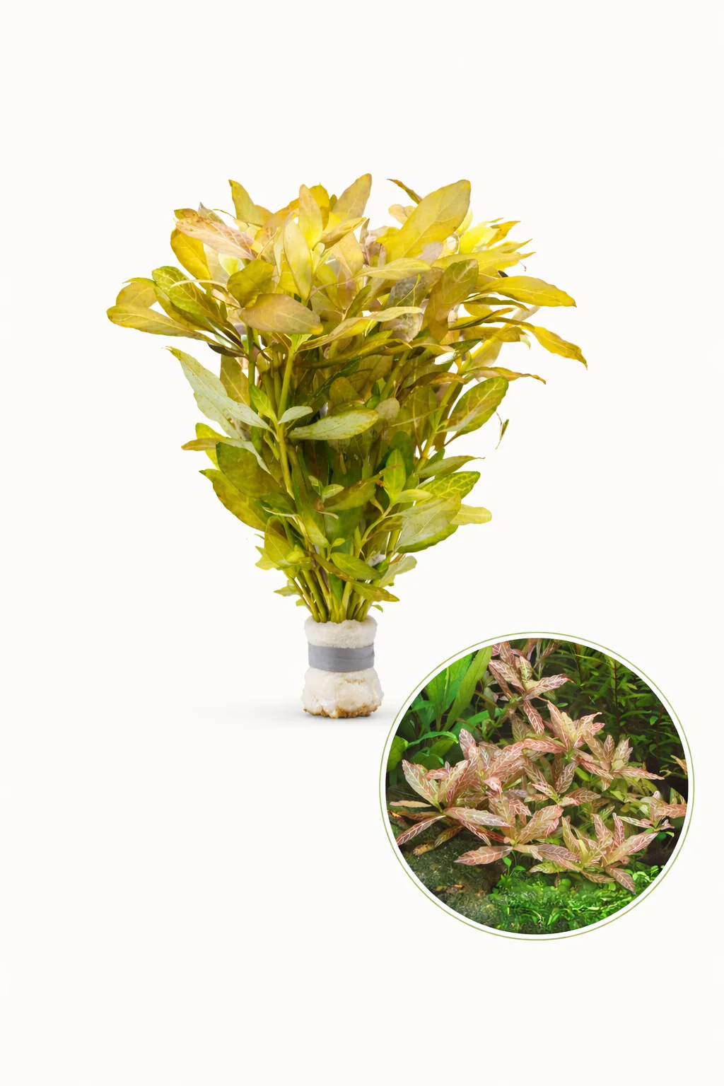 Hygrophila Polysperma - Rosanervig