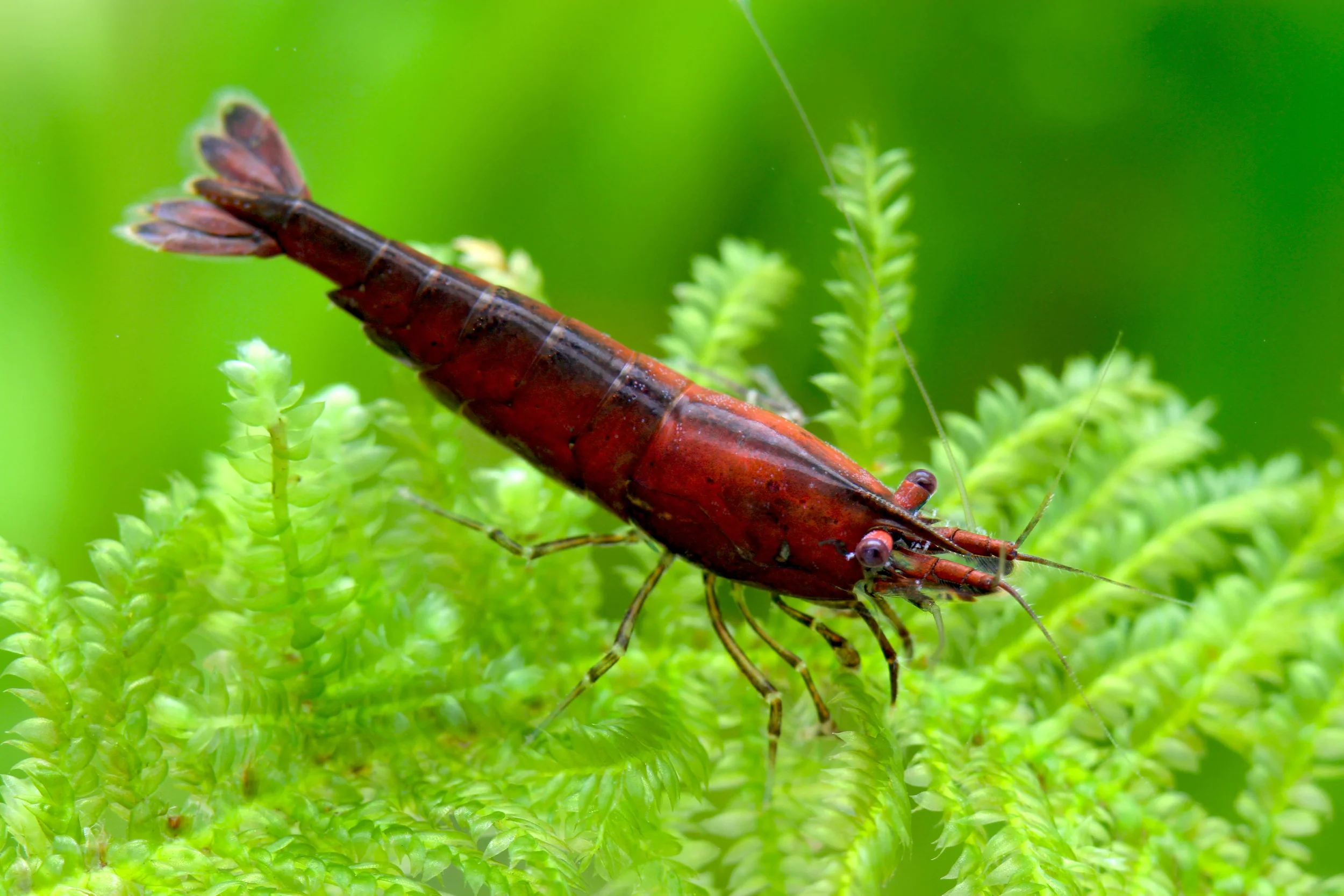 Neocaridina Red Onyx Shrimp - Rare