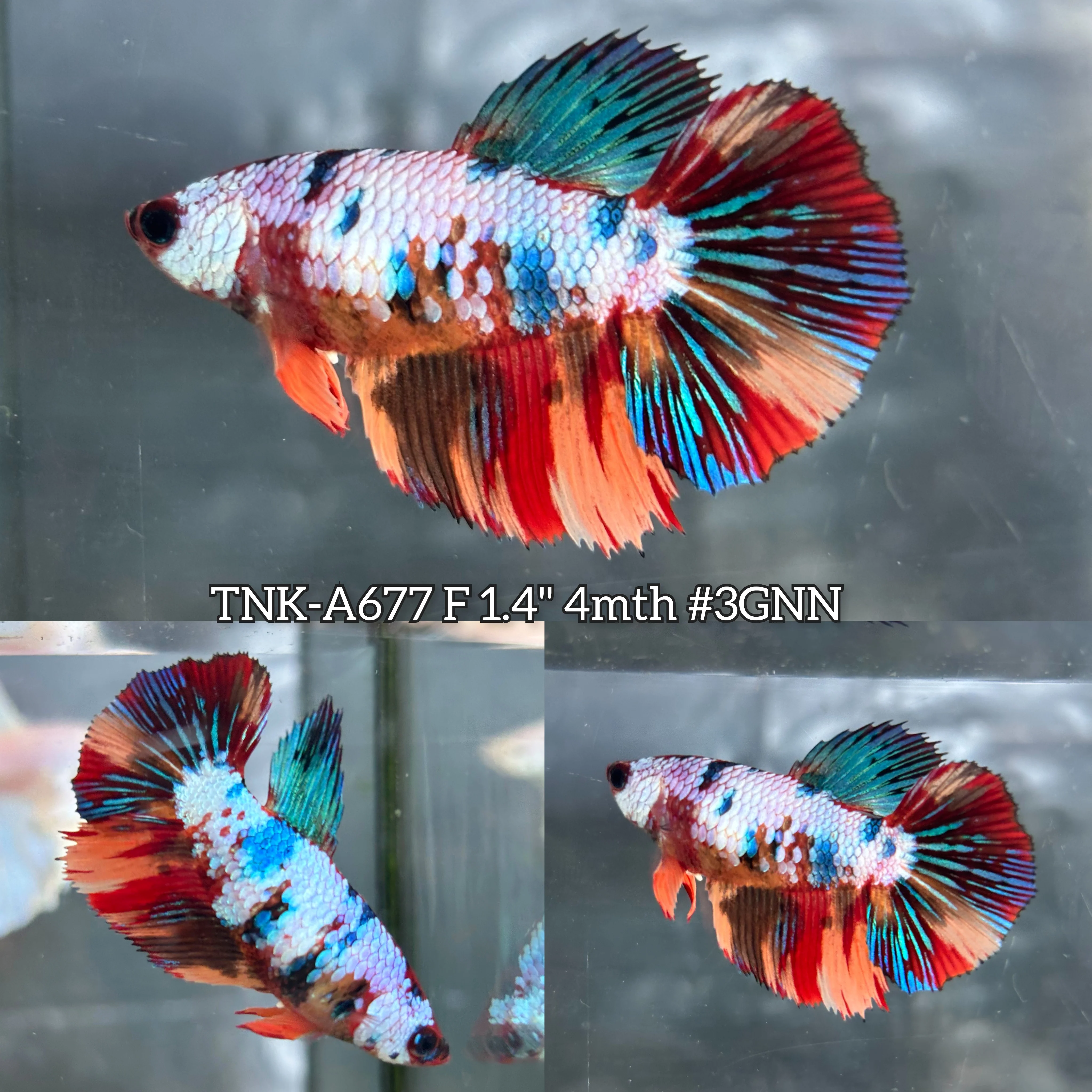 Live Female Betta Candy Marble Halfmoon (TNK-A677)High quality what you see what you get!!