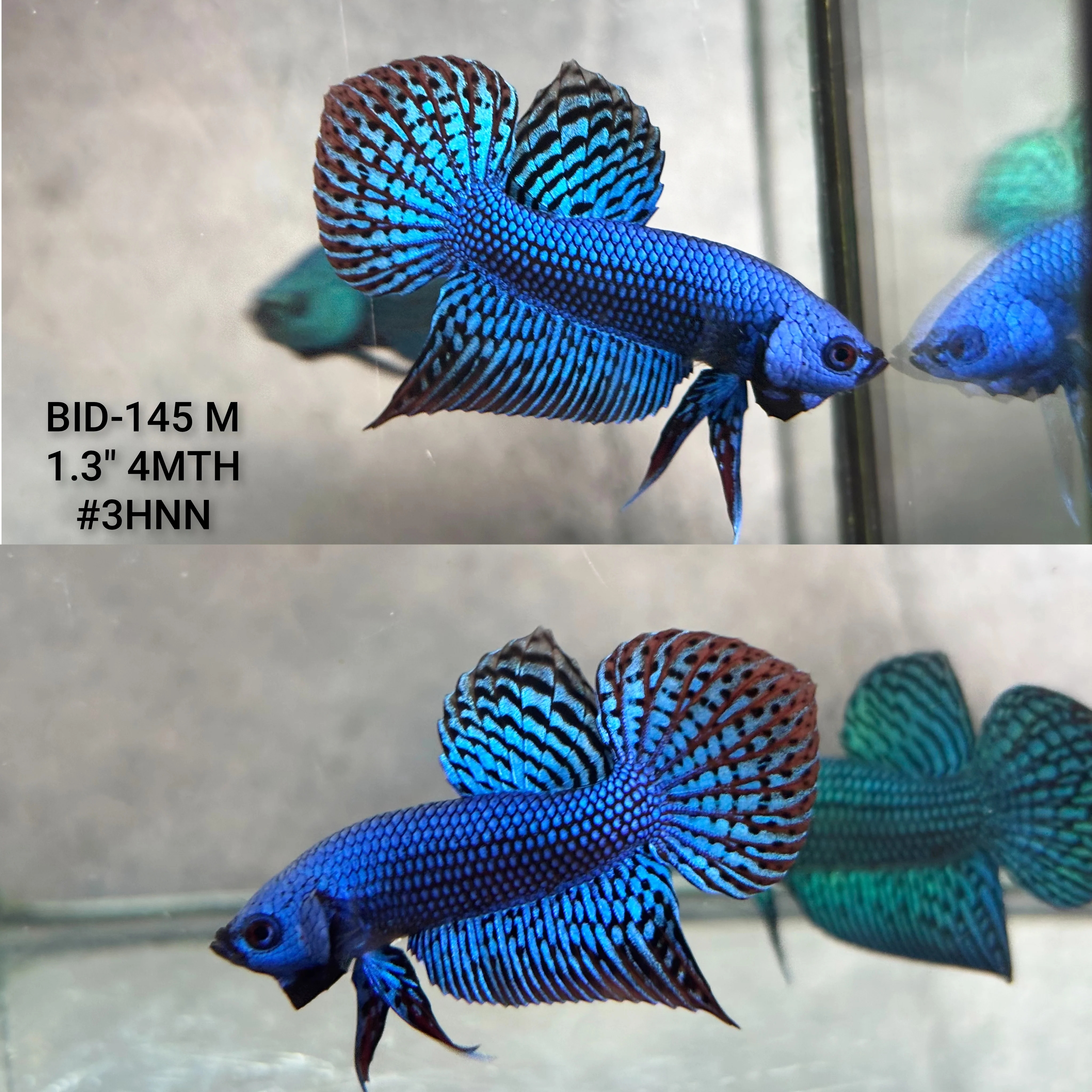 Live Male Betta Blue Alien Hybrid Wild Plakat (BID-145) High quality what you see what you get!!