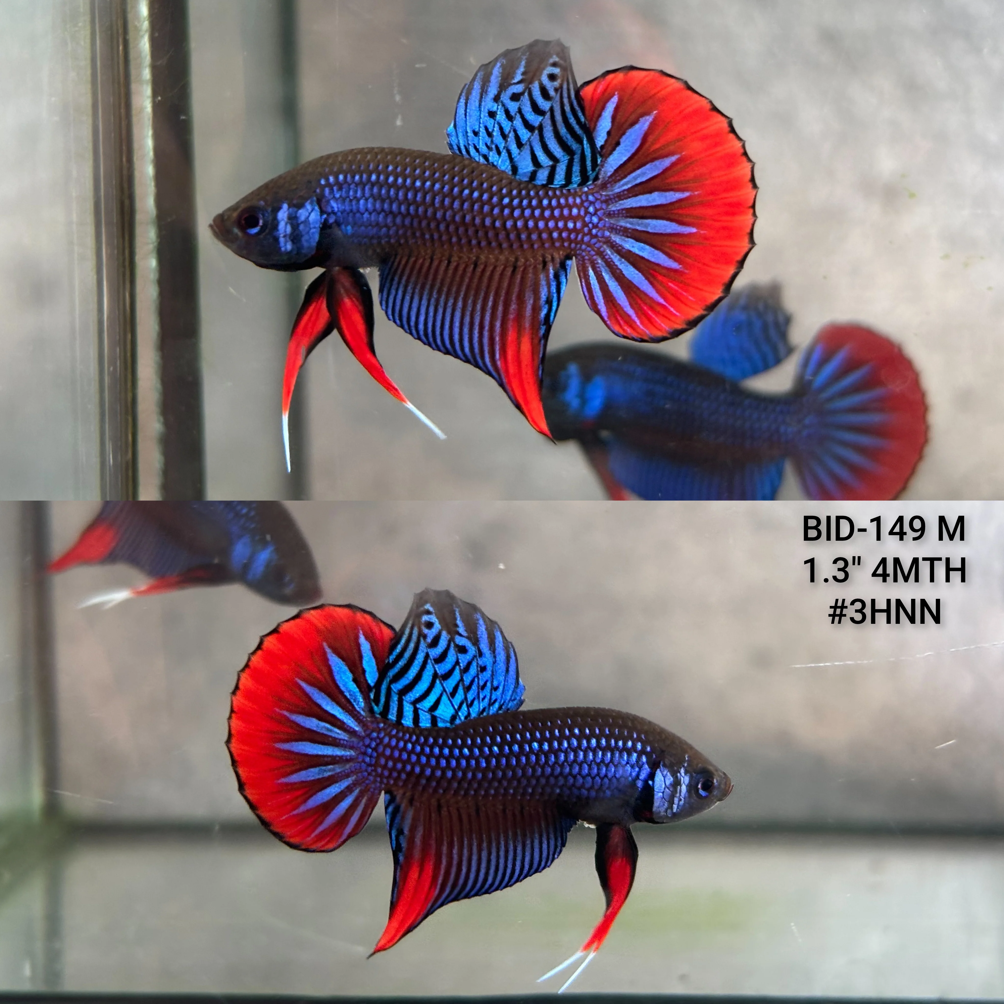 Live Male Betta Blue Red Imbellis Wild Plakat (BID-149) High quality what you see what you get!!