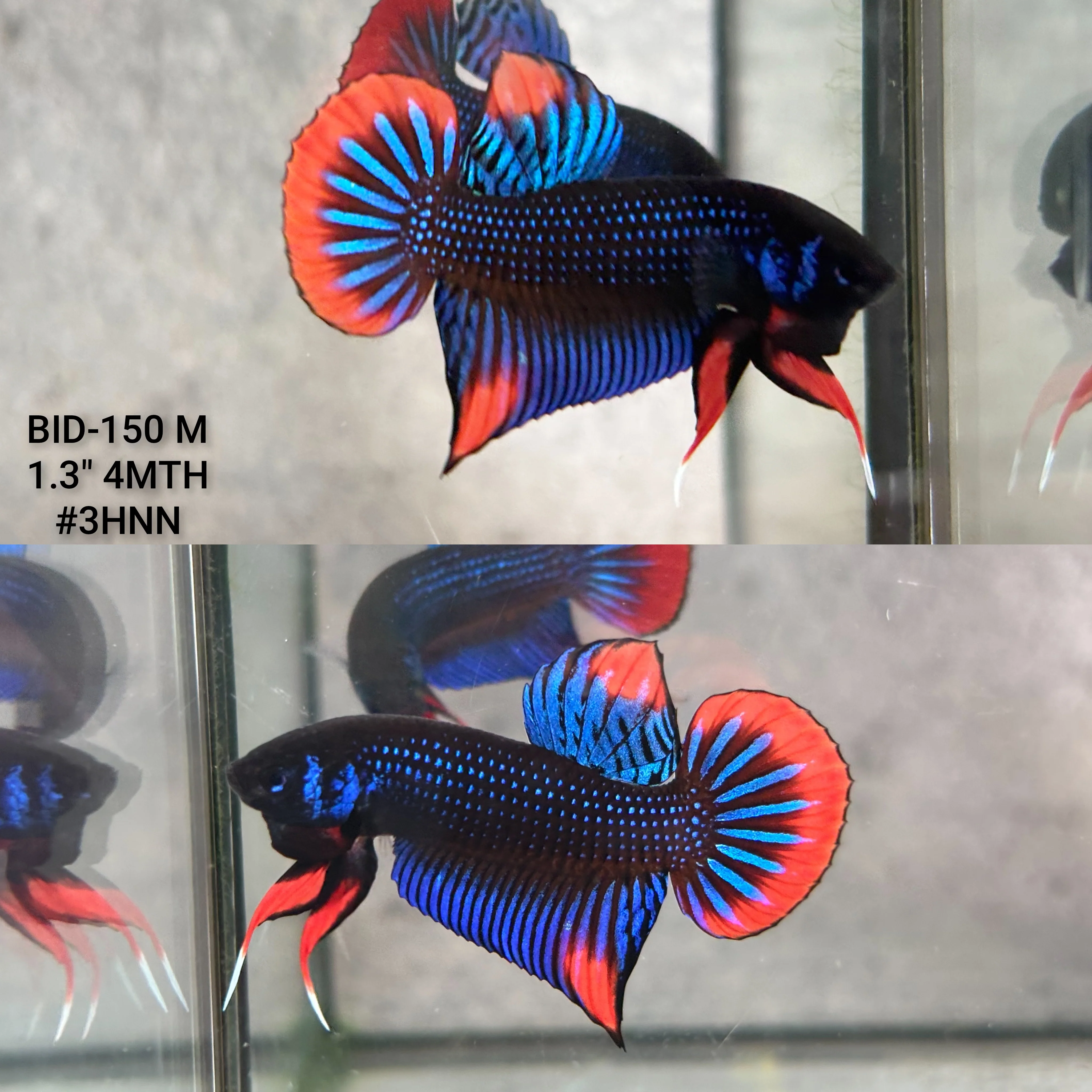 Live Male Betta Blue Red Imbellis Wild Plakat (BID-150) High quality what you see what you get!!