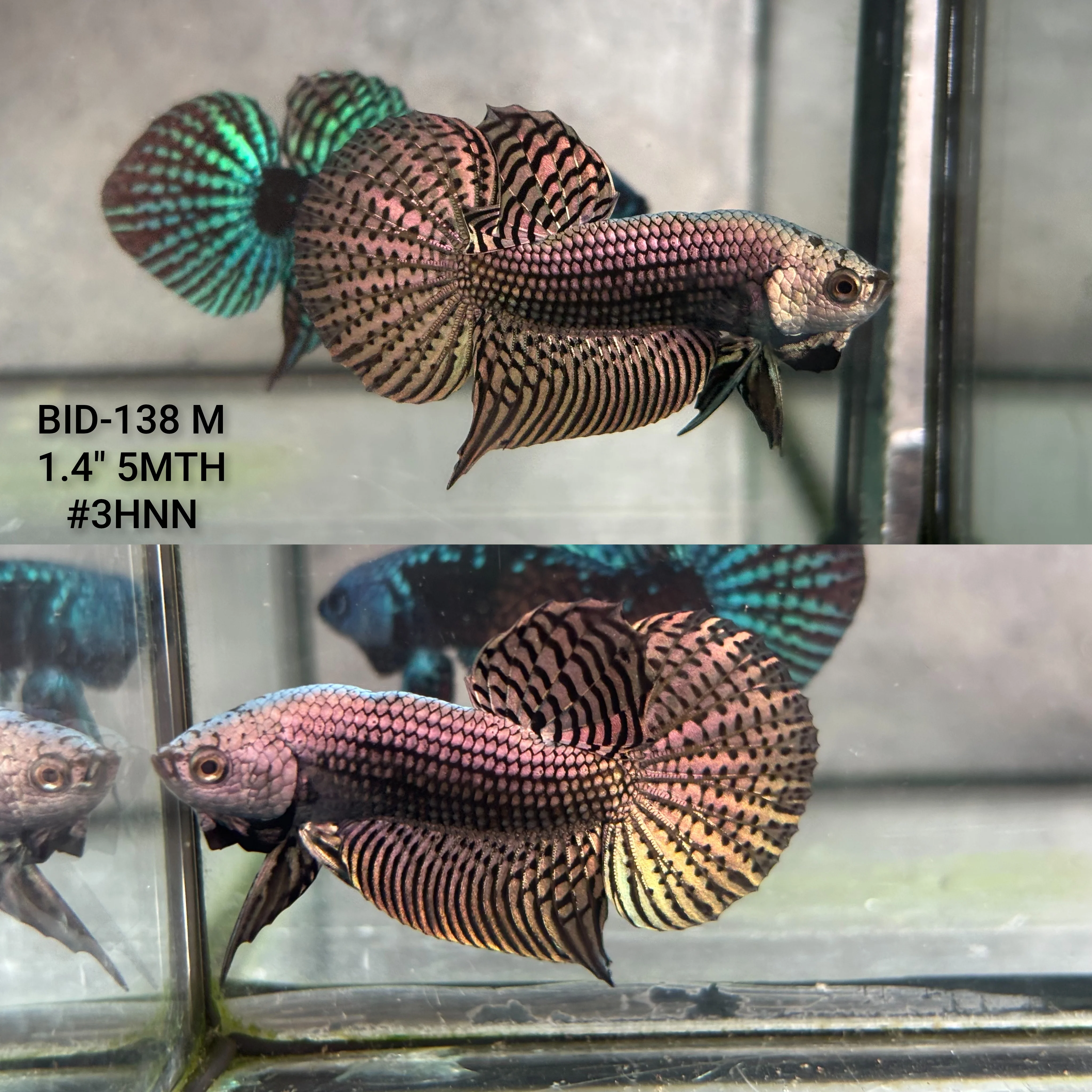 Live Male Betta Copper Alien Hybrid Wild Plakat (BID-138) High quality what you see what you get!!