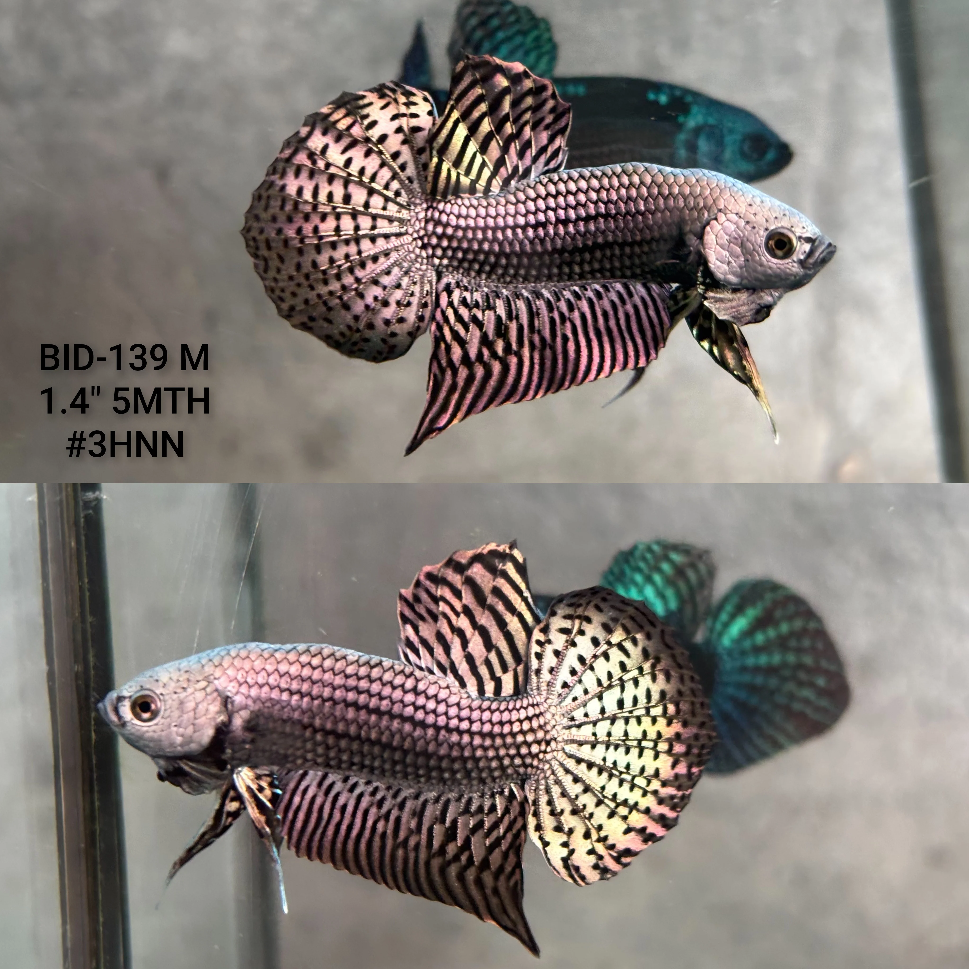 Live Male Betta Copper Alien Hybrid Wild Plakat (BID-139) High quality what you see what you get!!