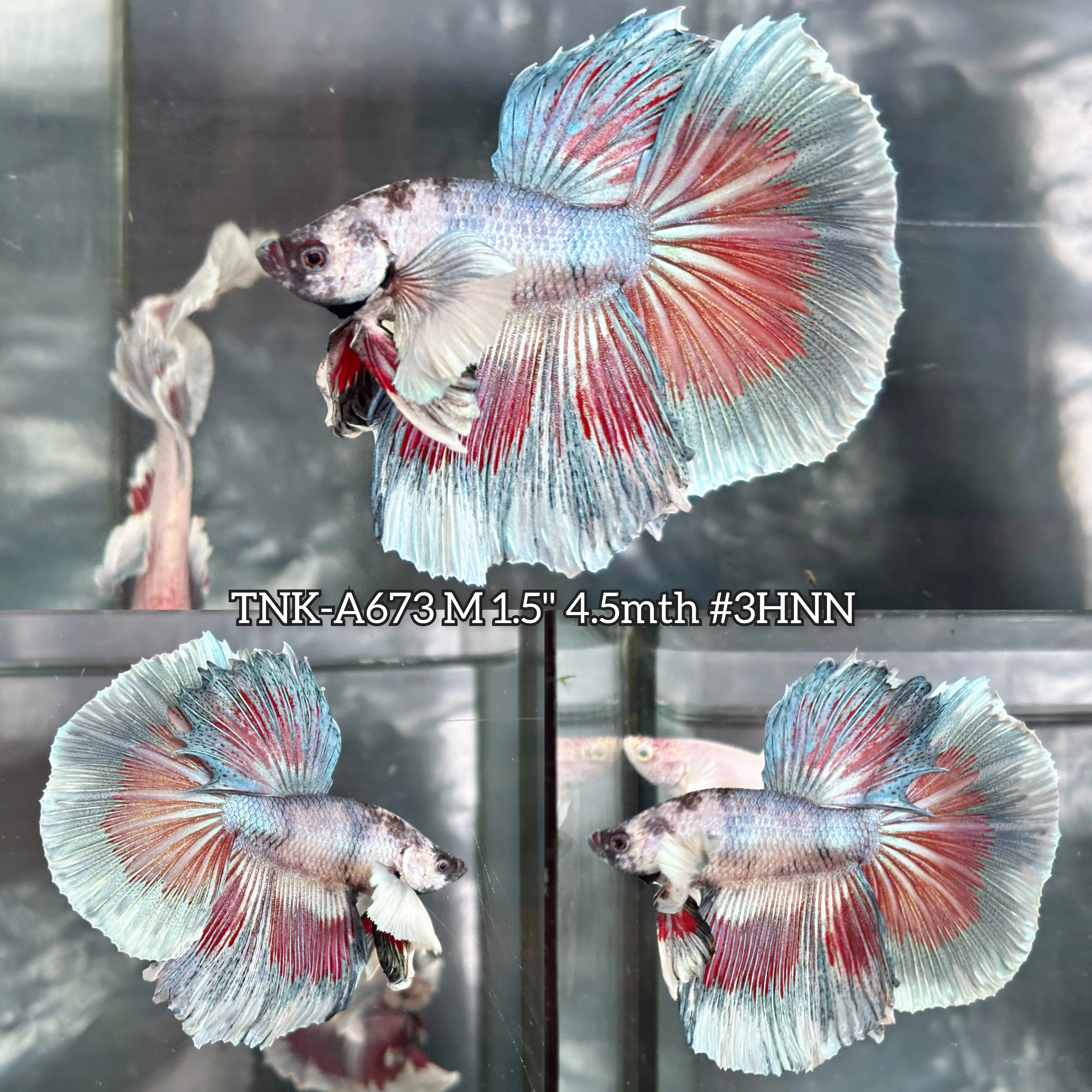 Live Male Betta Fancy Dark Colors Dumbo big ear Halfmoon (TNK-A673)High quality what you see what you get!!