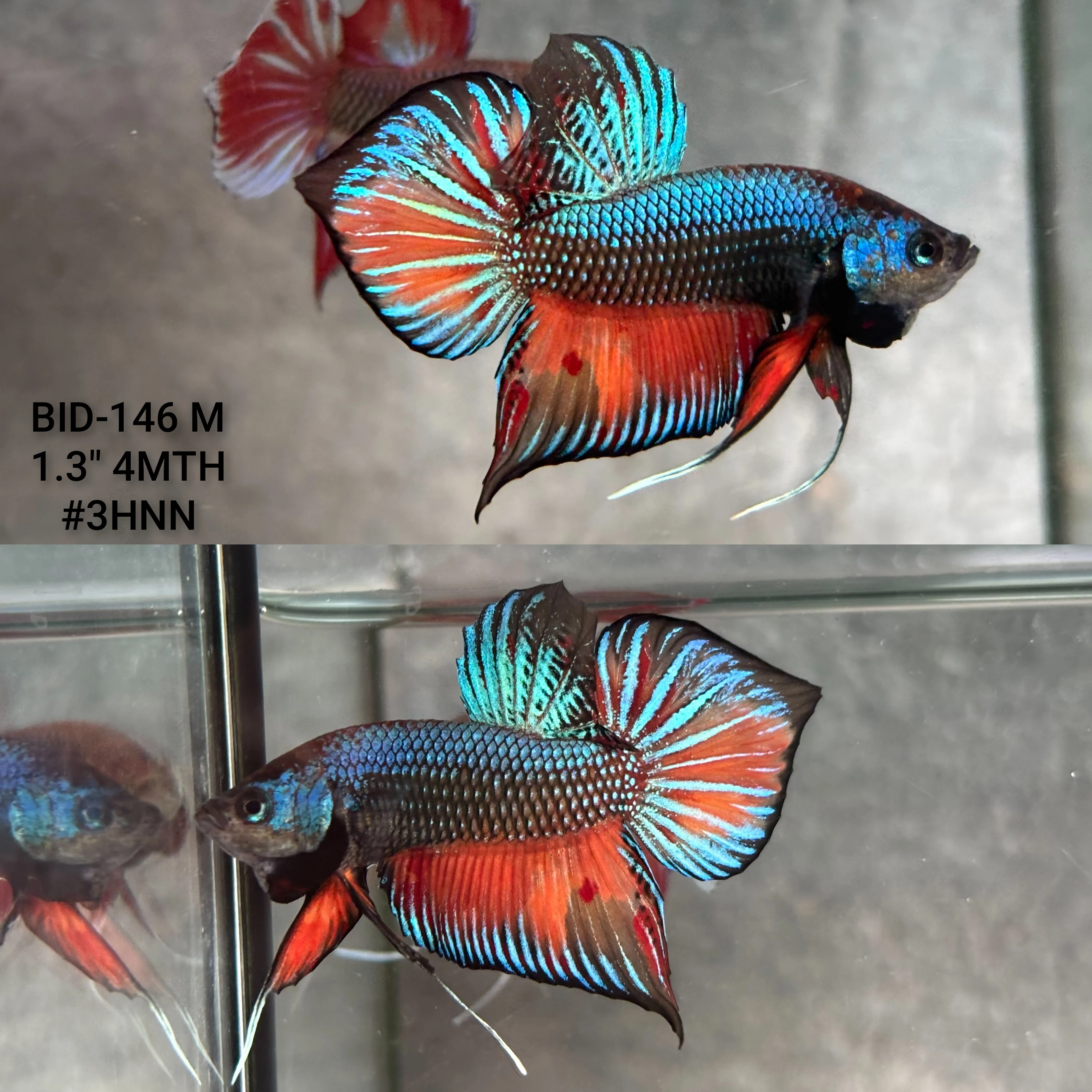 Live Male Betta Fantasy Orange Black Emerald Splendens Hybrid Wild Plakat (BID-146) High quality what you see what you get!!