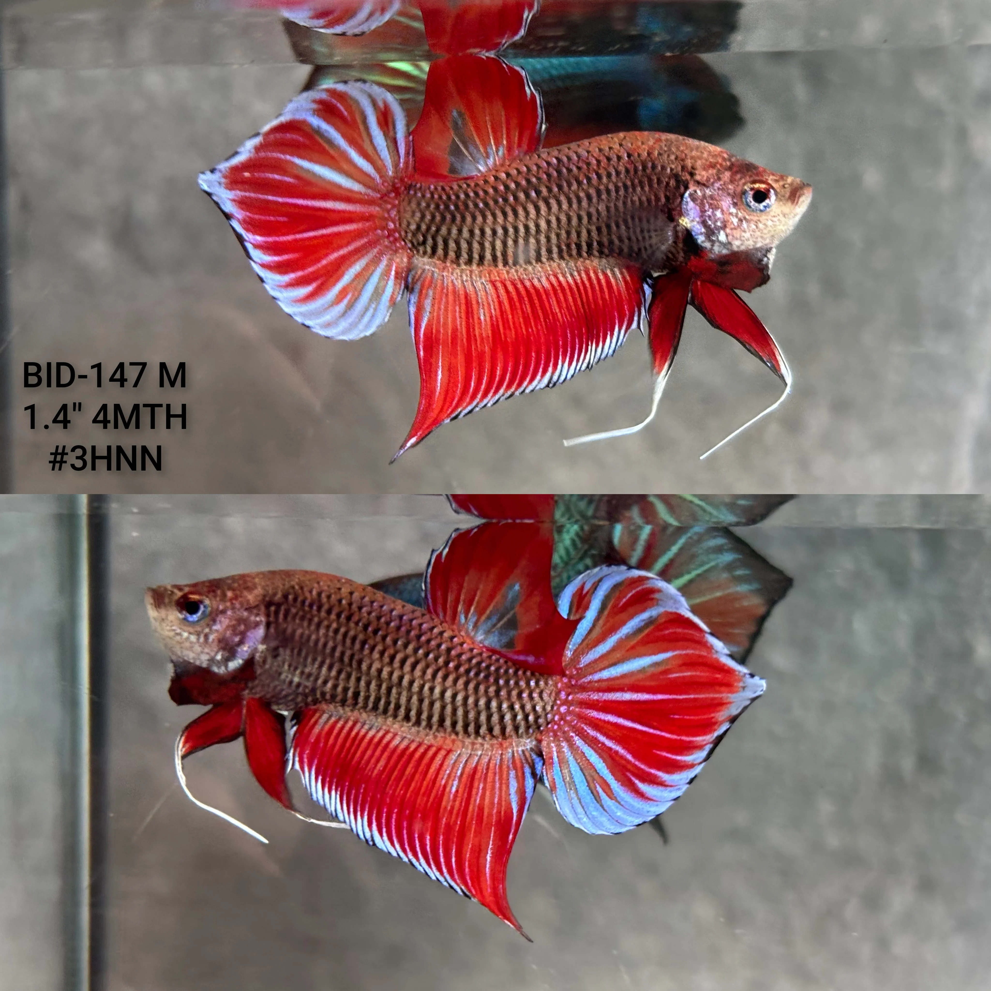 Live Male Betta Fantasy Red Splendens Hybrid Wild Plakat (BID-147) High quality what you see what you get!!
