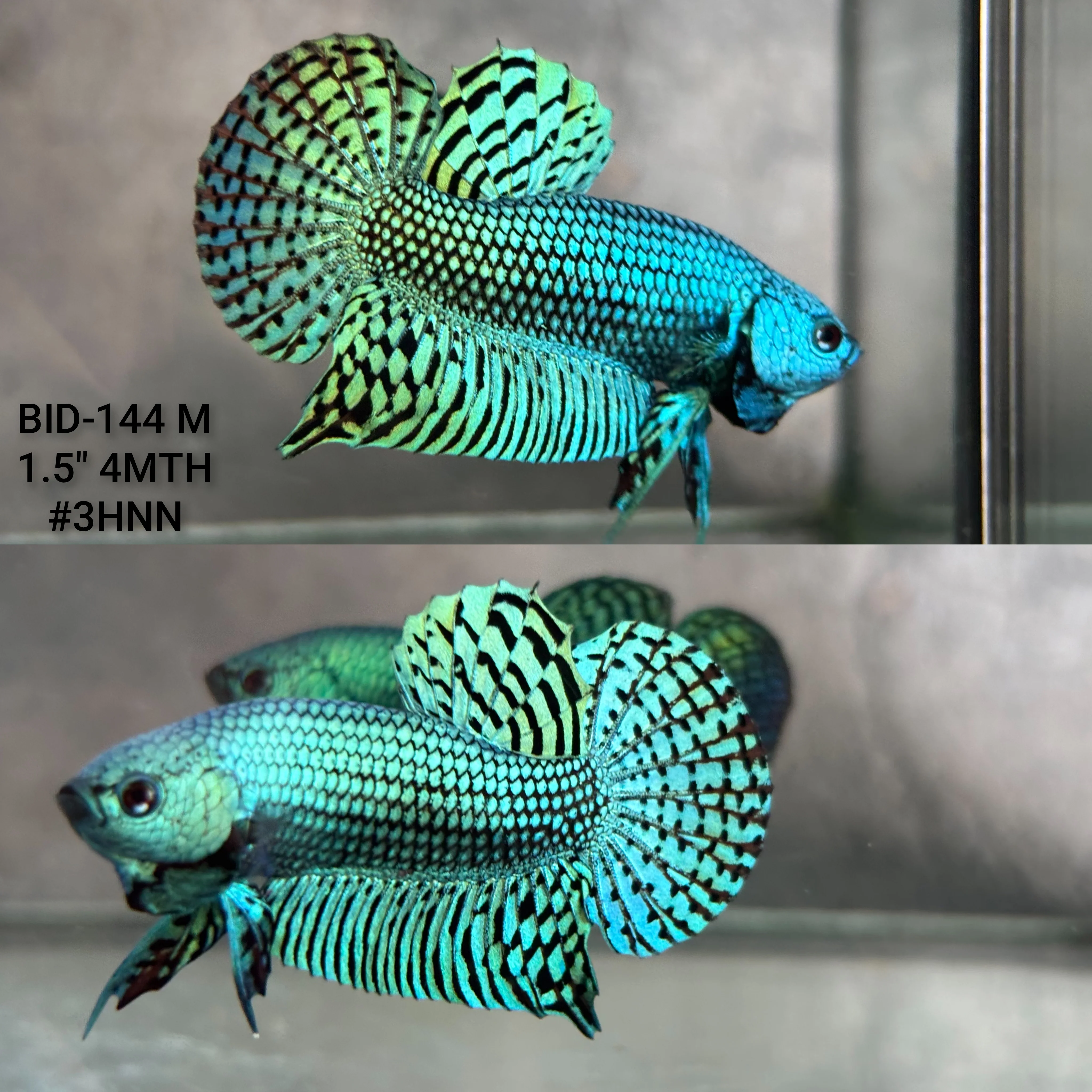 Live Male Betta Green Alien Hybrid Wild Plakat (BID-144) High quality what you see what you get!!