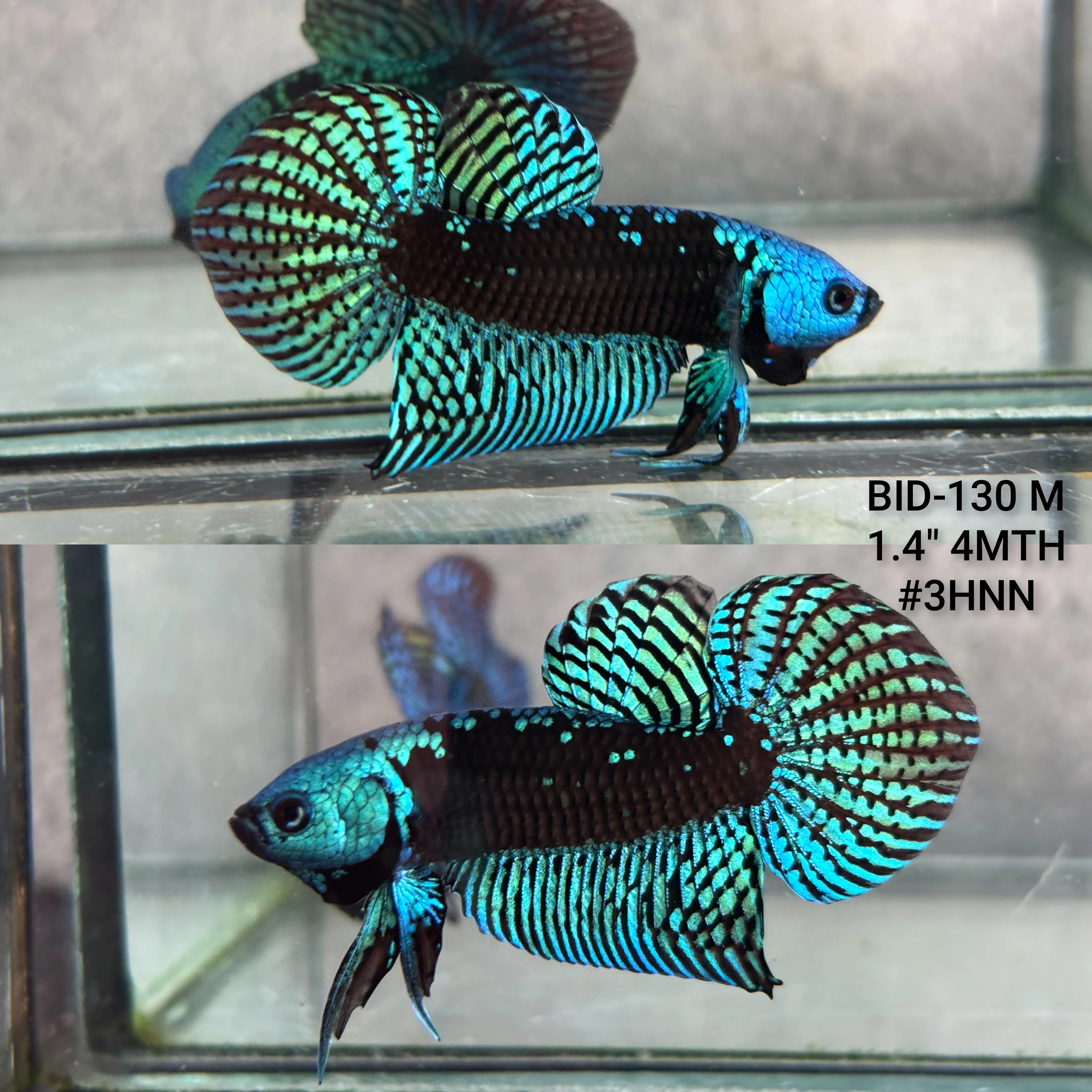 Live Male Betta Green Samurai Alien Hybrid Wild Plakat (BID-130) High quality what you see what you get!!