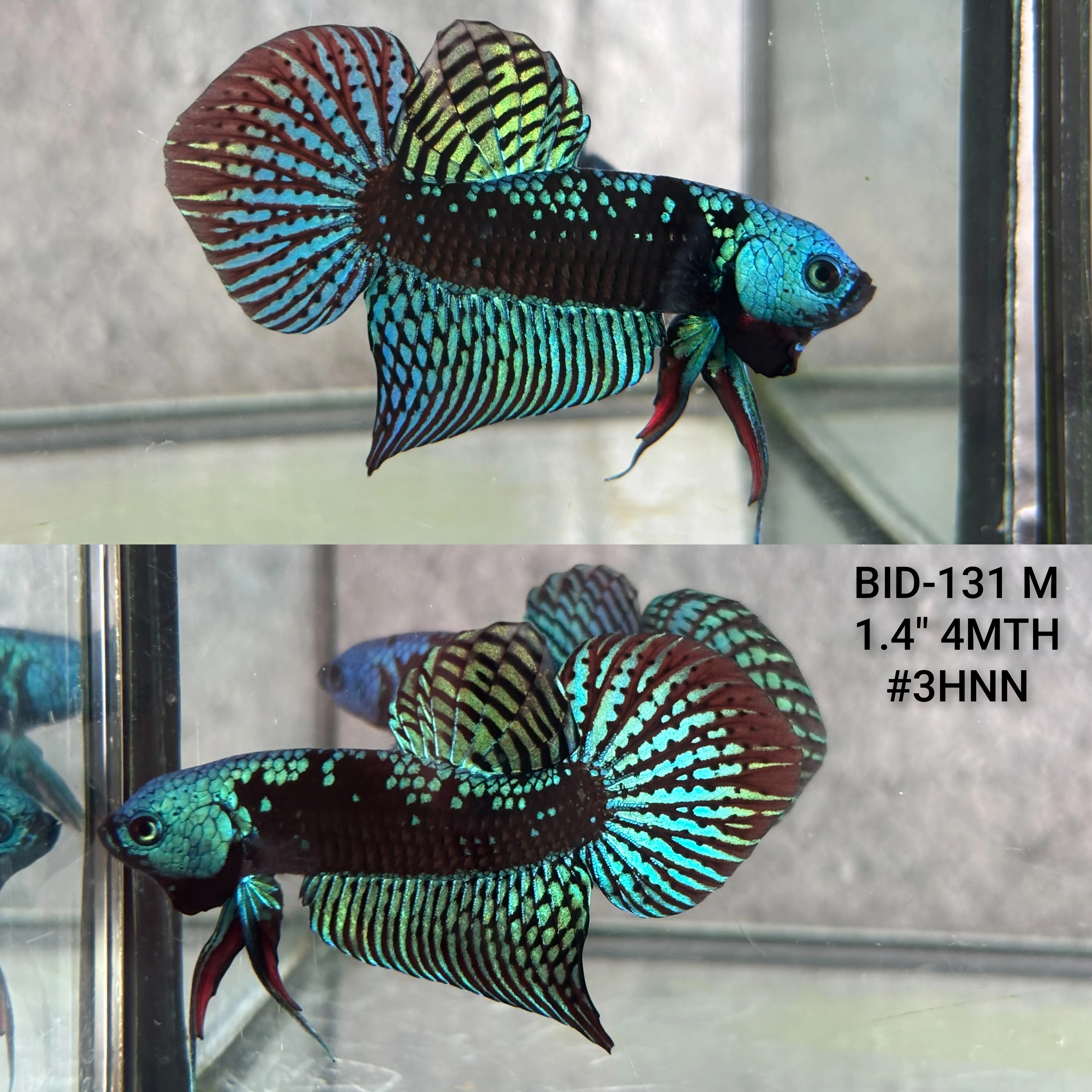 Live Male Betta Green Samurai Alien Hybrid Wild Plakat (BID-131) High quality what you see what you get!!