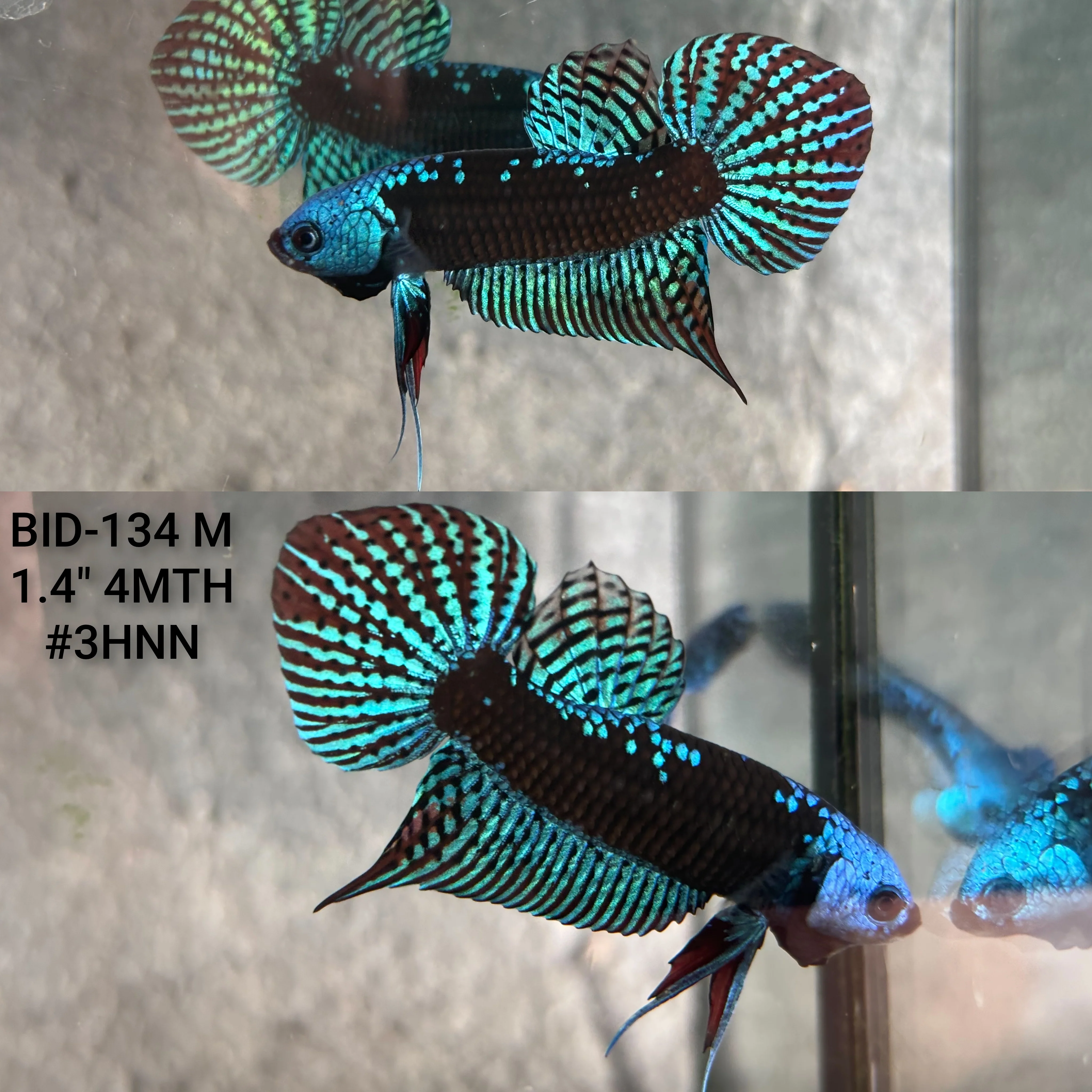 Live Male Betta Green Samurai Alien Hybrid Wild Plakat (BID-134) High quality what you see what you get!!