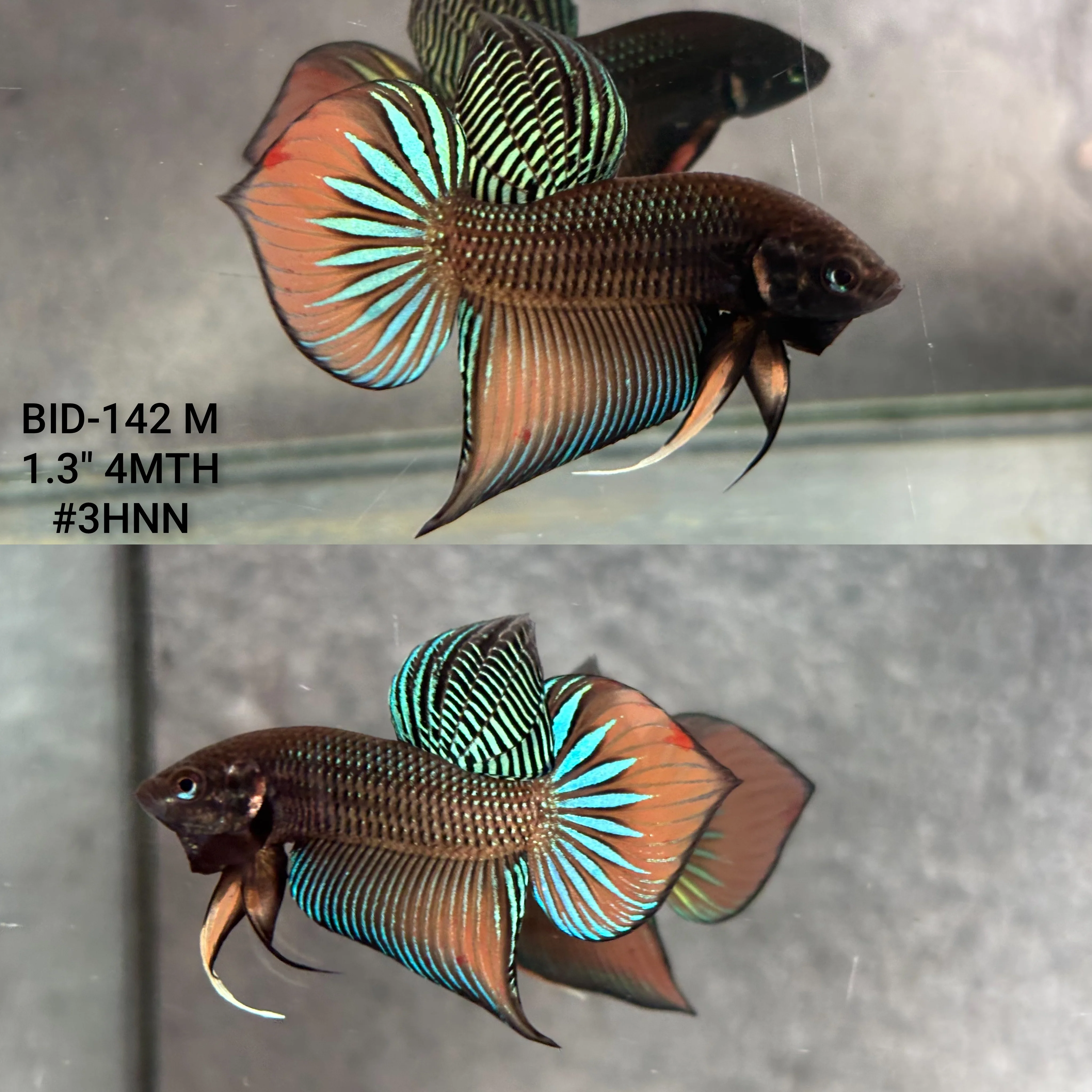 Live Male Betta Orange Splendens Wild Plakat (BID-142) High quality what you see what you get!!
