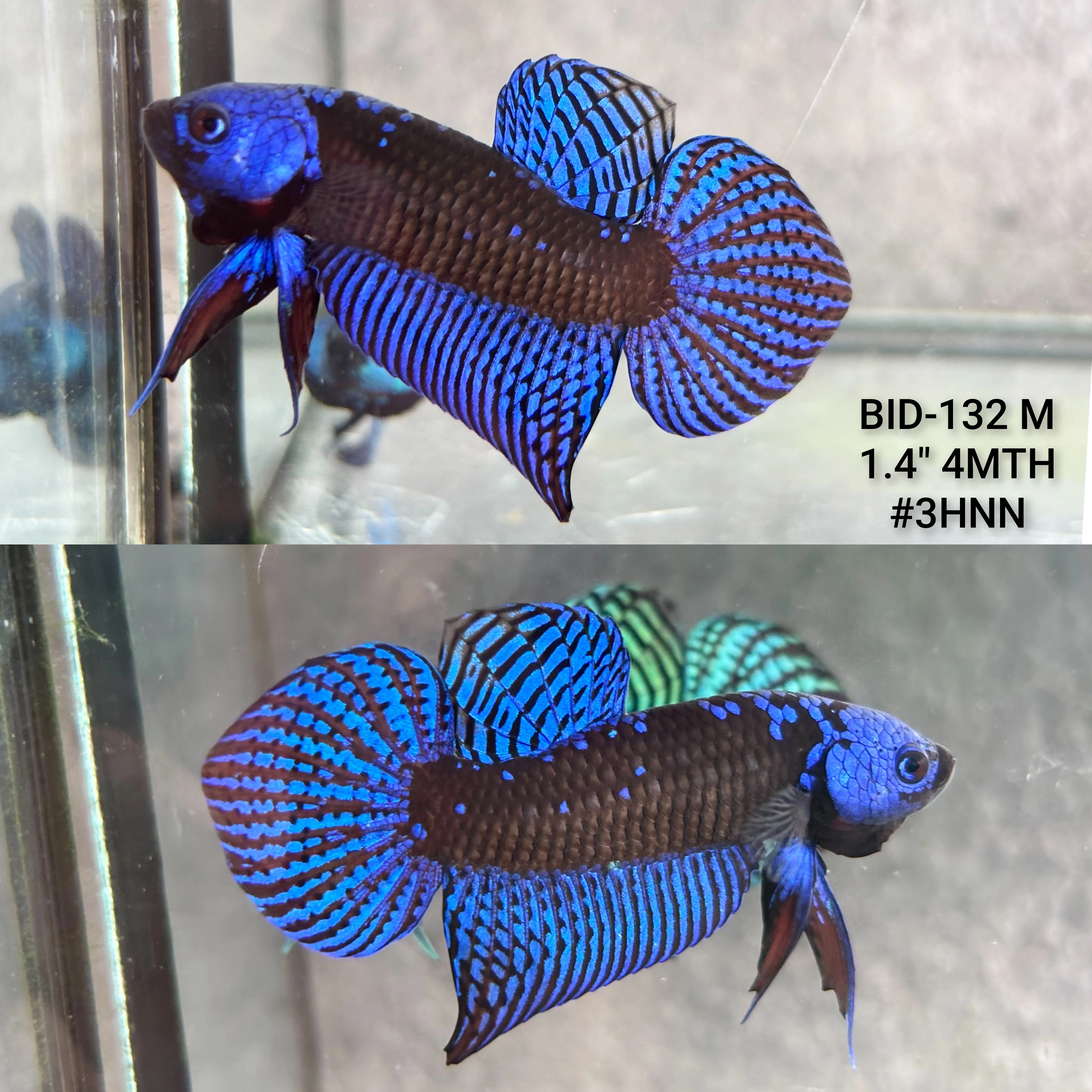 Live Male Betta Royal Blue Samurai Alien Hybrid Wild Plakat (BID-132) High quality what you see what you get!!