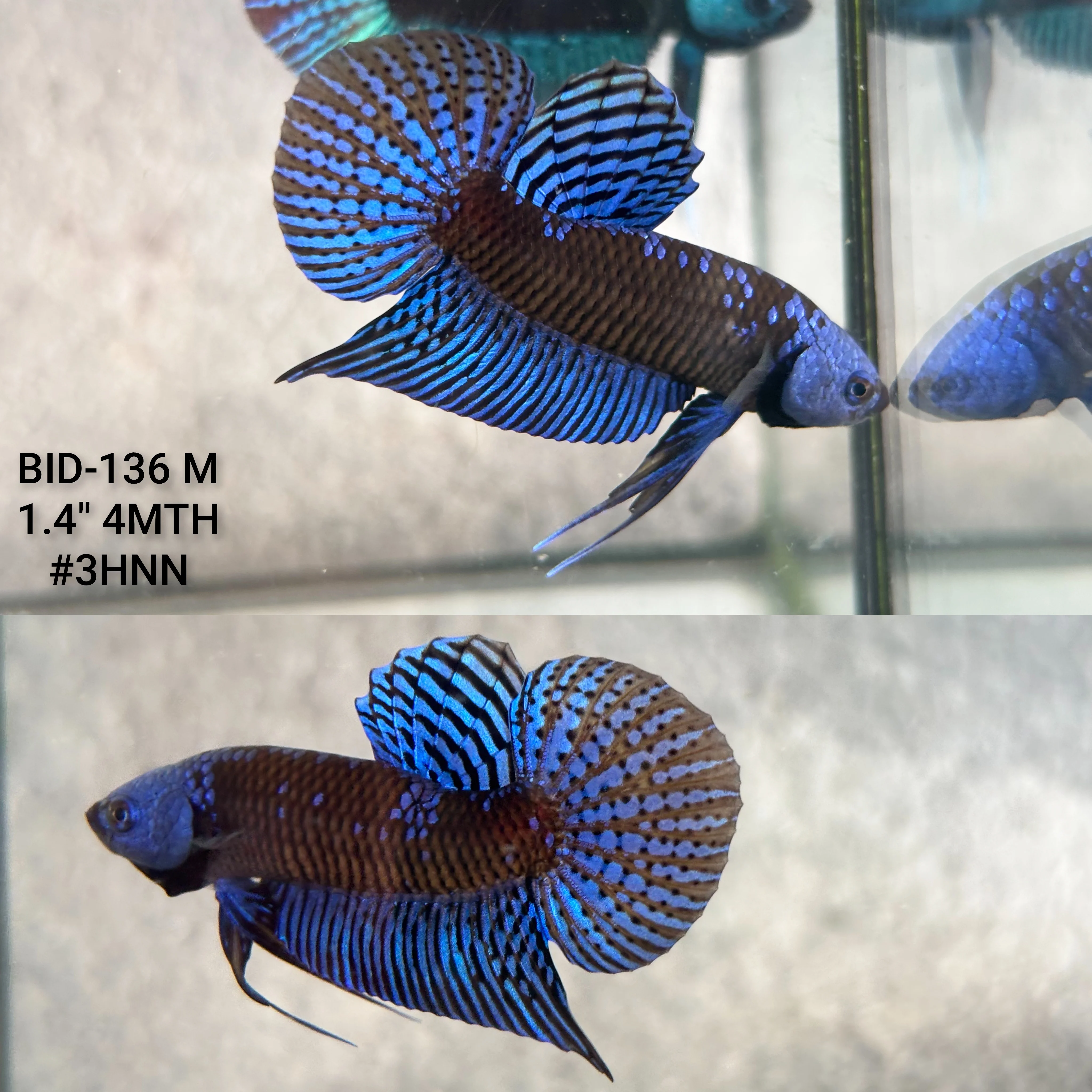 Live Male Betta Royal Blue Samurai Alien Hybrid Wild Plakat (BID-136) High quality what you see what you get!!