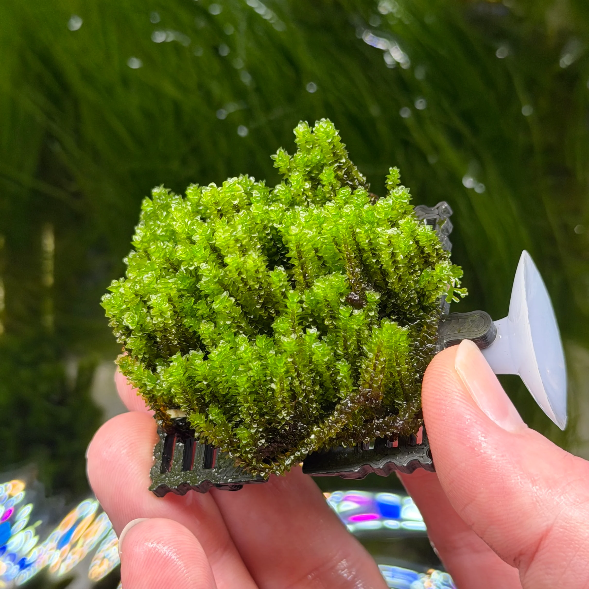 Hookeriaceae Moss Ledge
