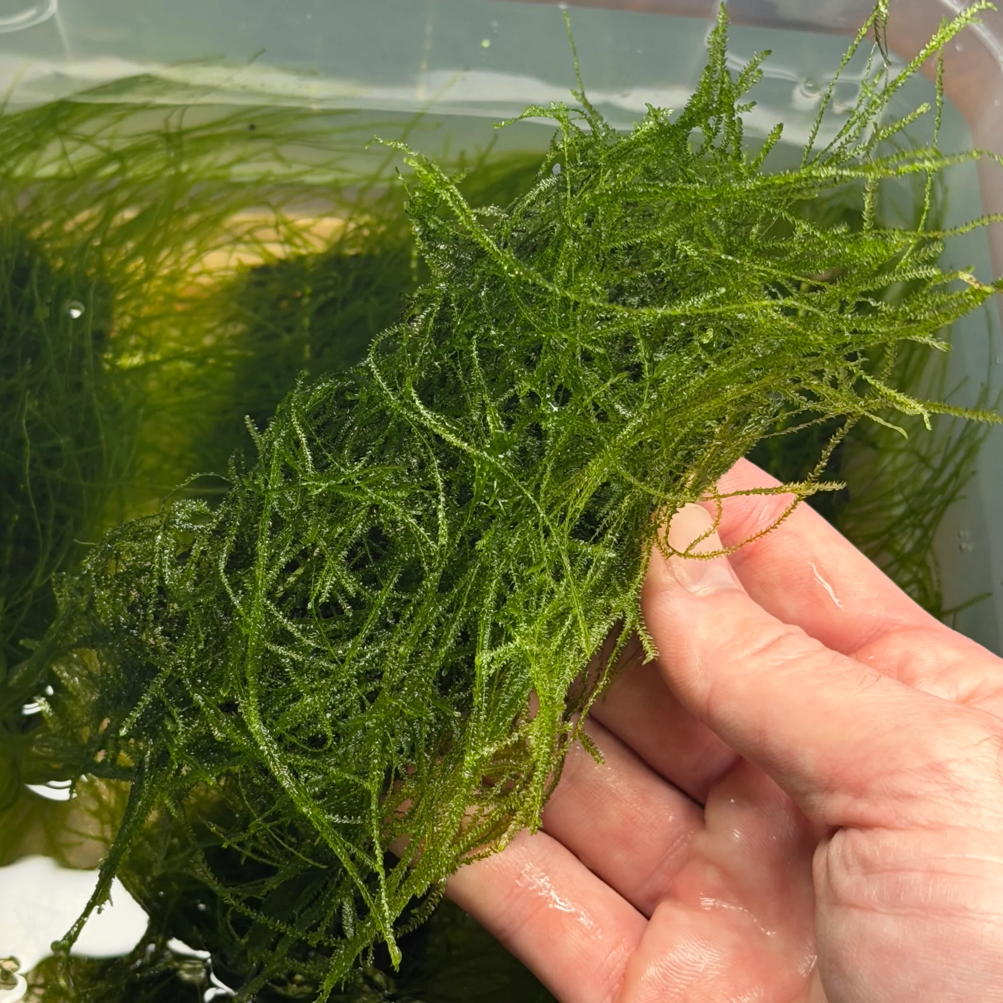 Java Moss Ledge