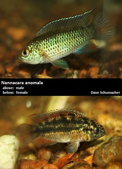 Nannacara anomala