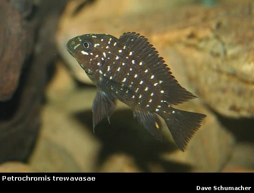 Petrochromis trewavasae