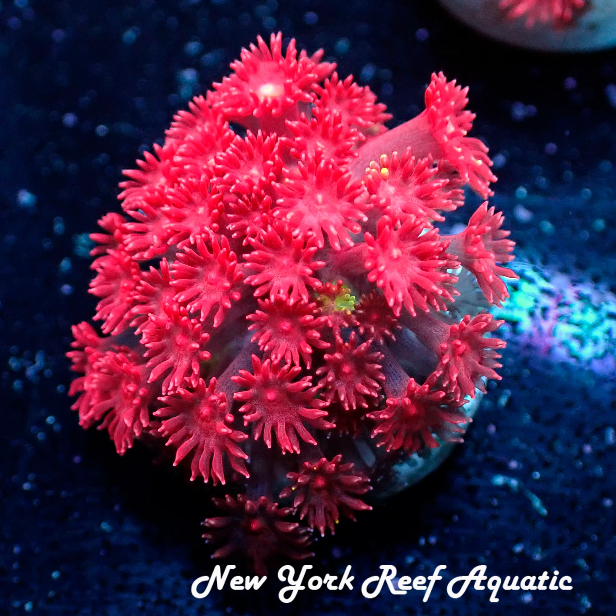 NYRA Absolut Gonipora