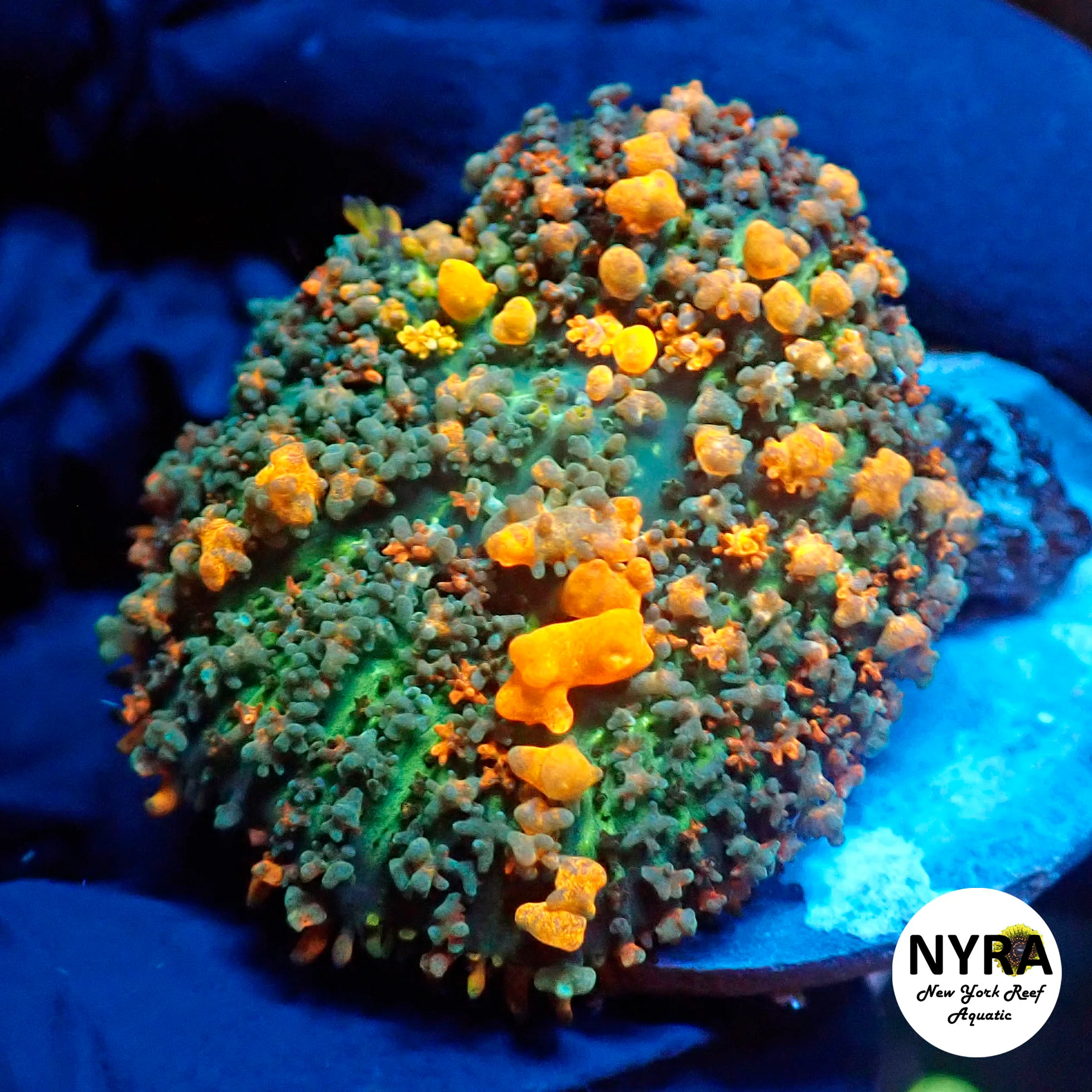 NYRA Destroyer Bounce Mushroom