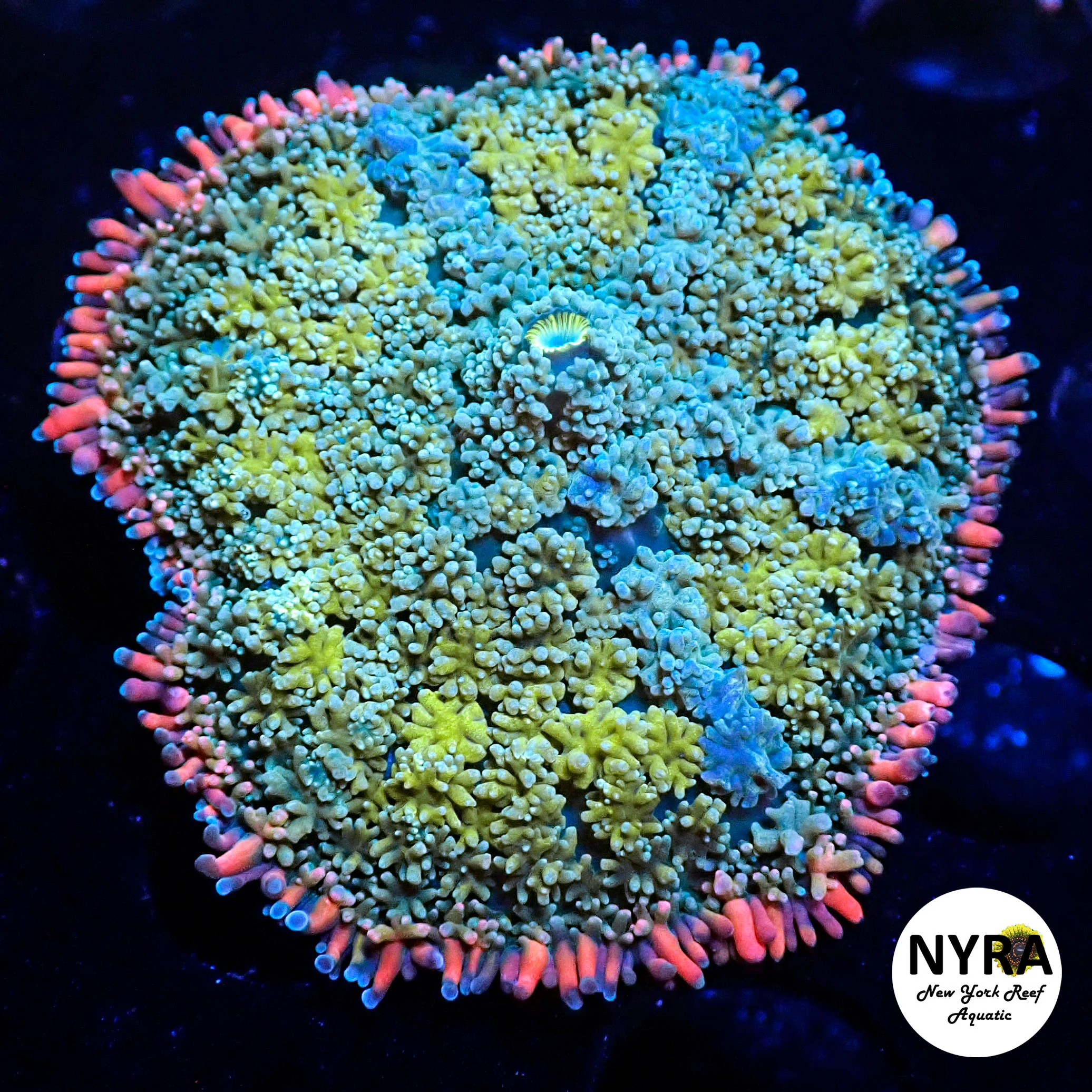 NYRA Frankenstein Gold Green Mushroom