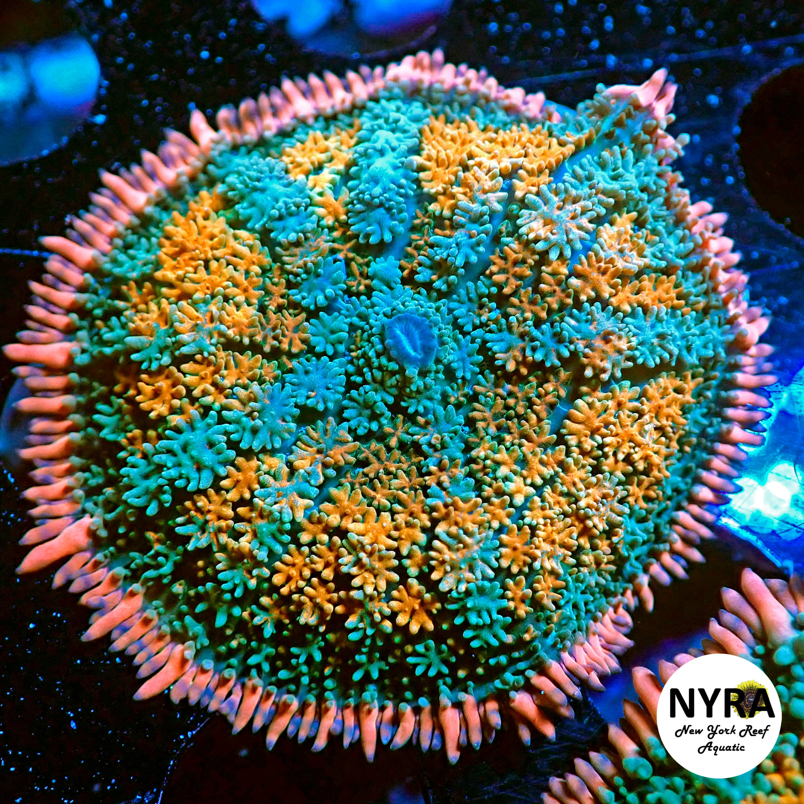 NYRA Frankenstein Orange Mushroom RSA