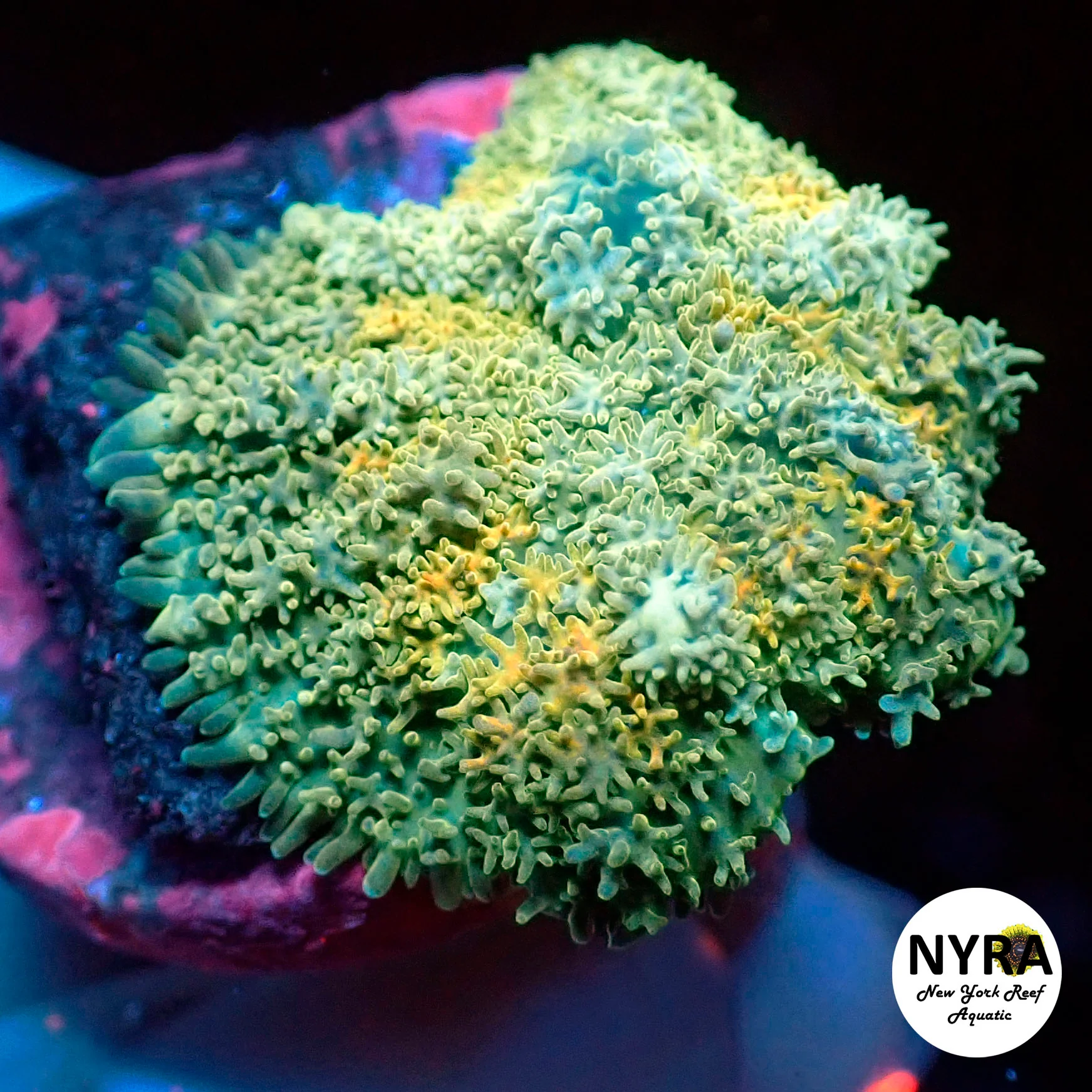 NYRA Lemon Pizazz Bounce Mushroom