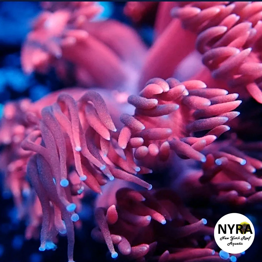 NYRA Pretty in Pink Goniopora